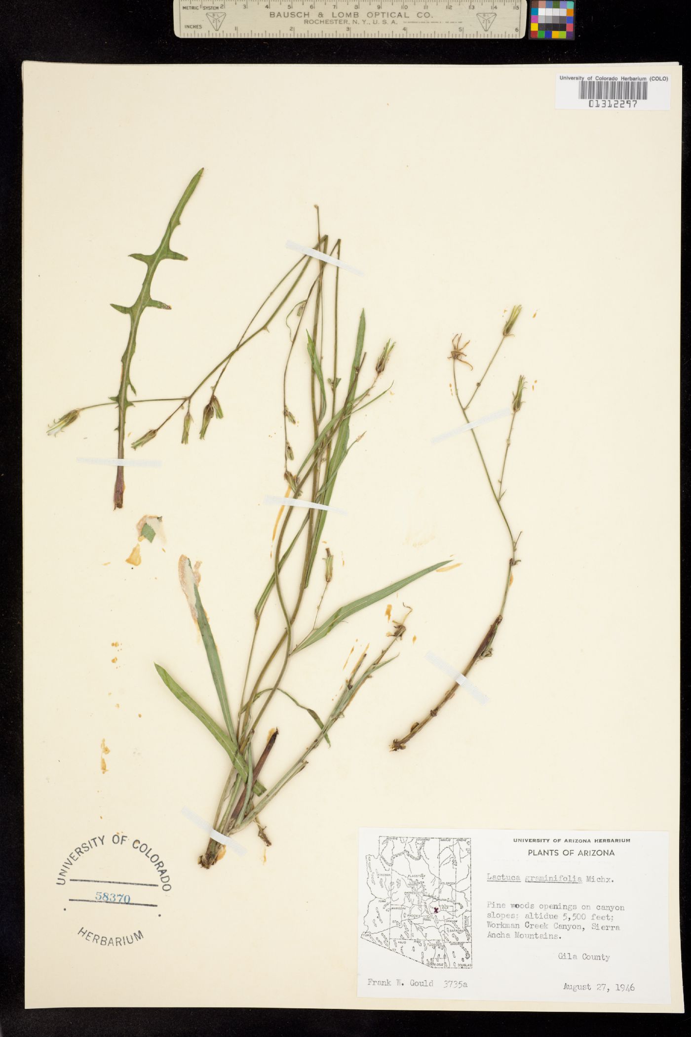 Lactuca graminifolia image