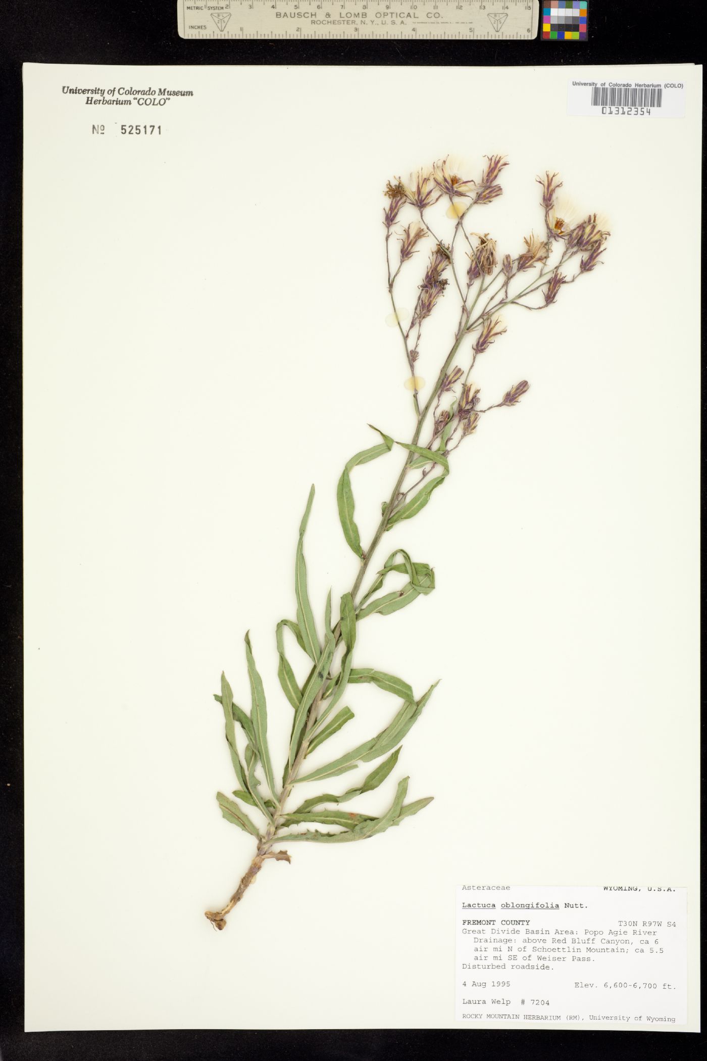 Lactuca oblongifolia image