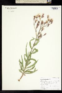 Lactuca oblongifolia image