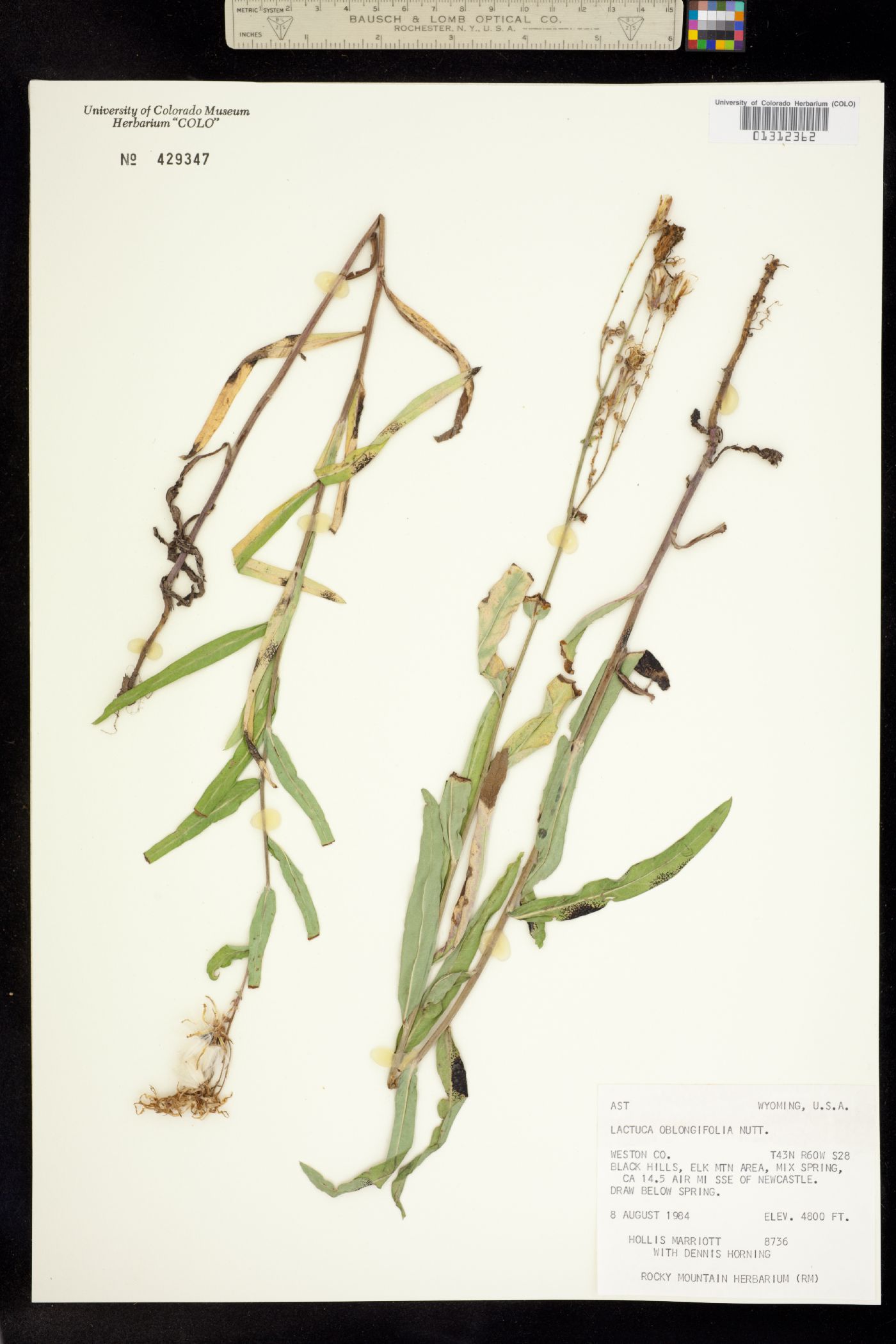 Lactuca oblongifolia image