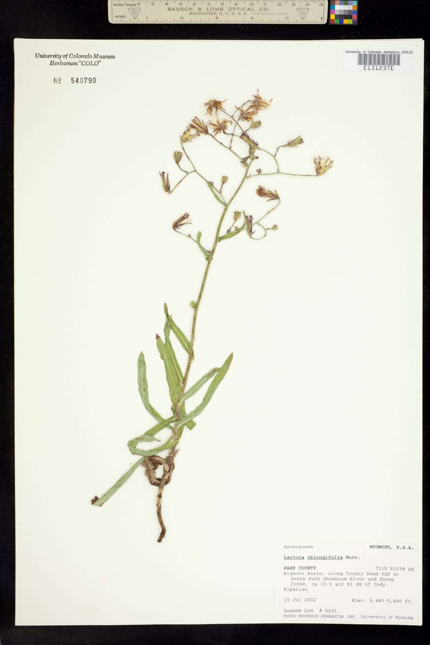 Lactuca oblongifolia image