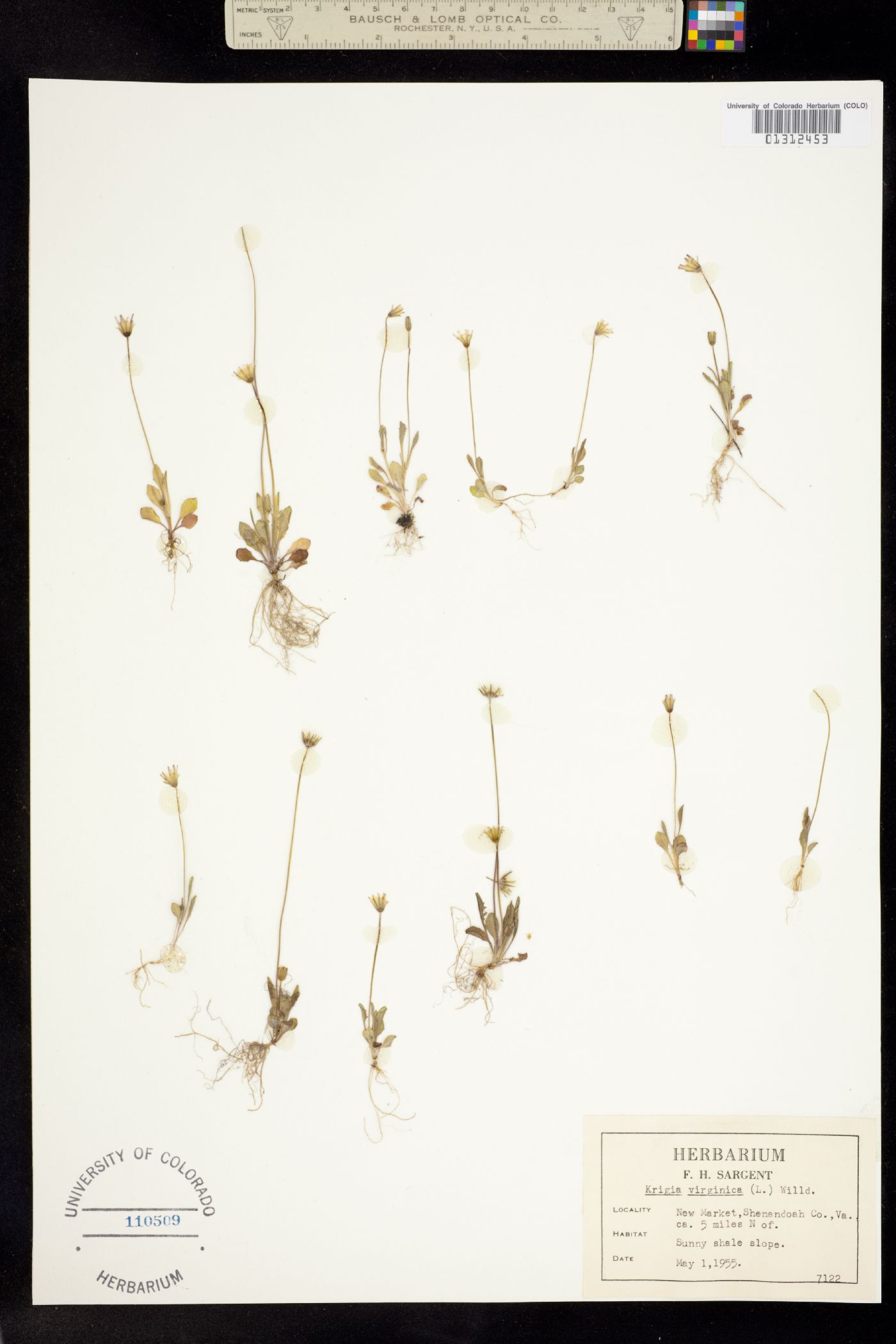 Krigia virginica image