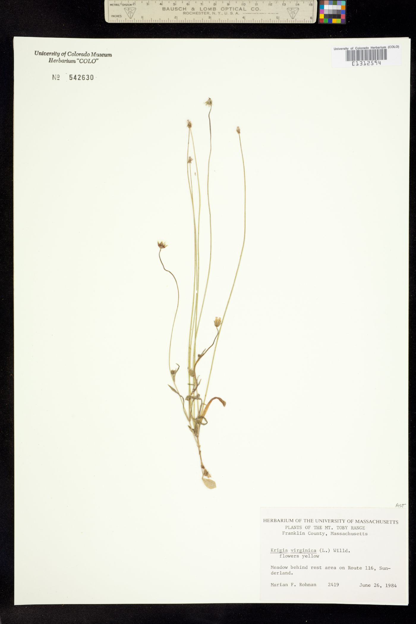 Krigia virginica image