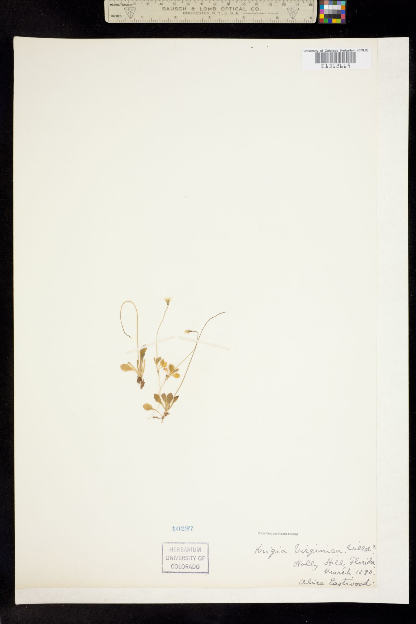 Krigia virginica image