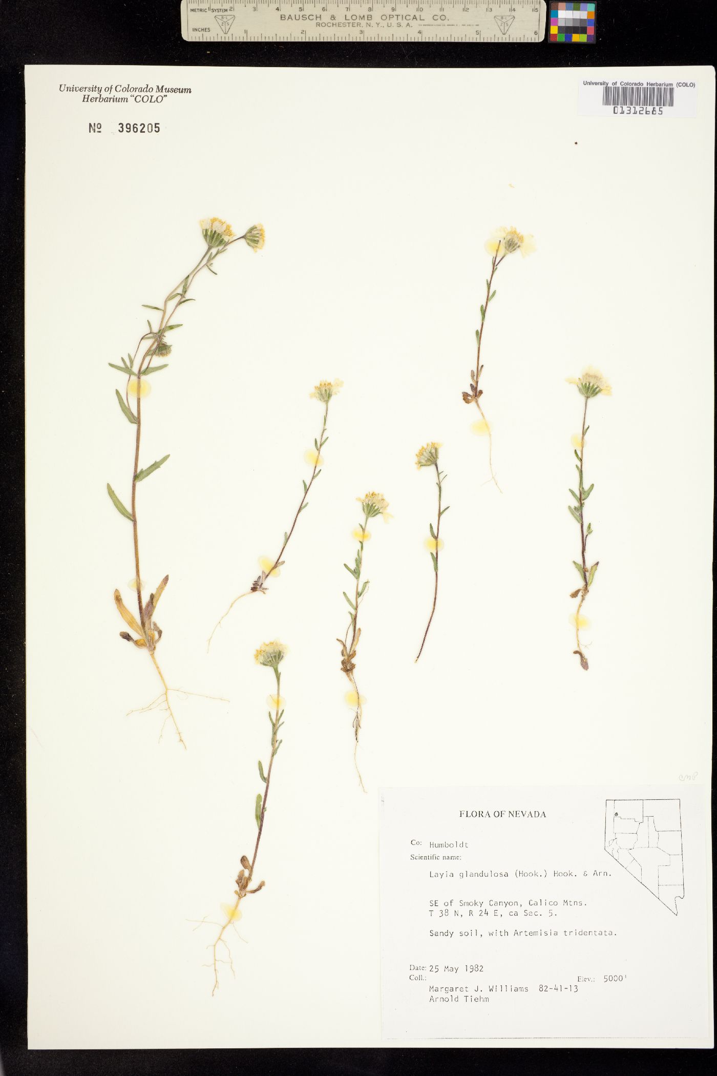 Layia glandulosa image