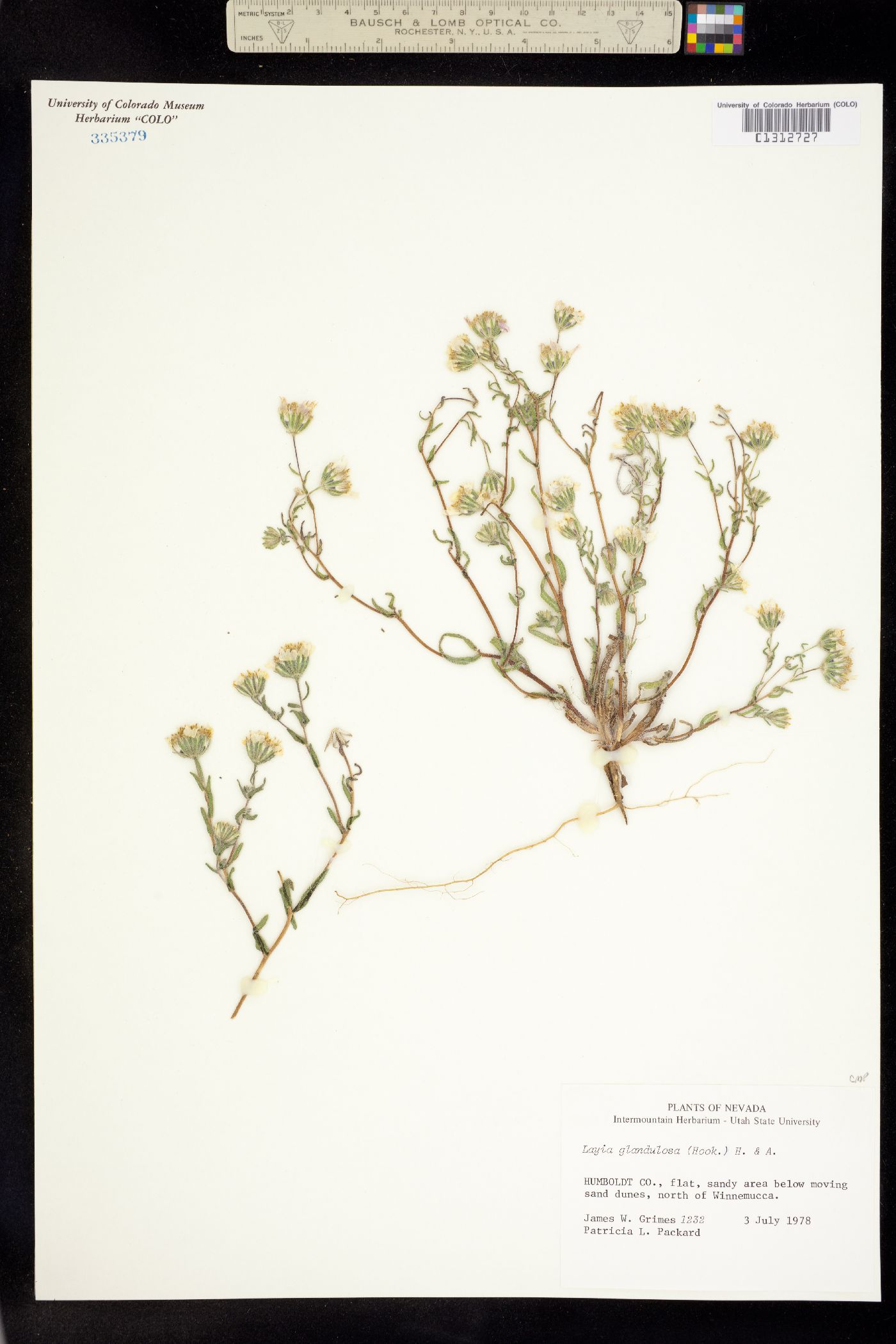 Layia glandulosa image