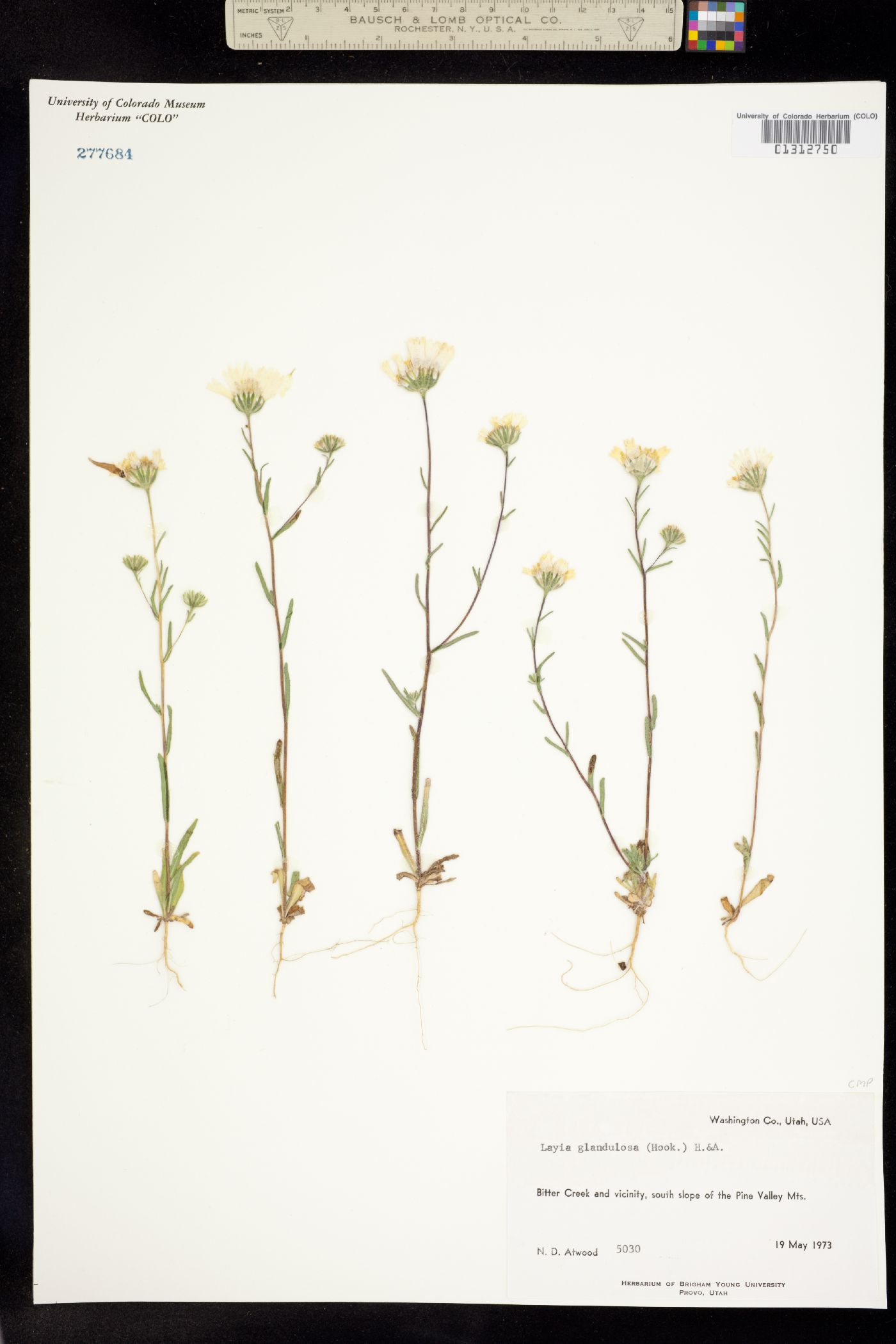 Layia glandulosa image