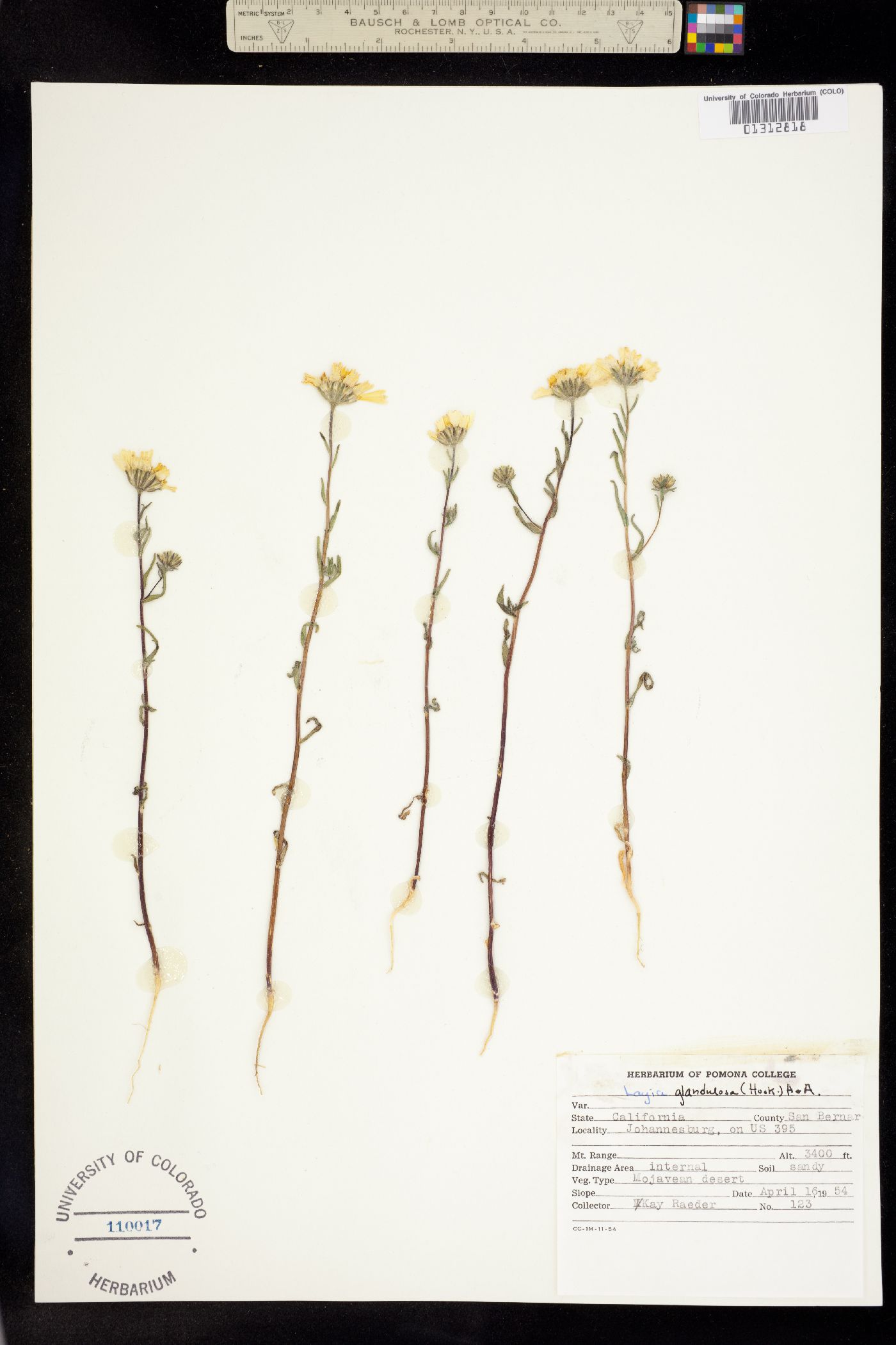 Layia glandulosa image