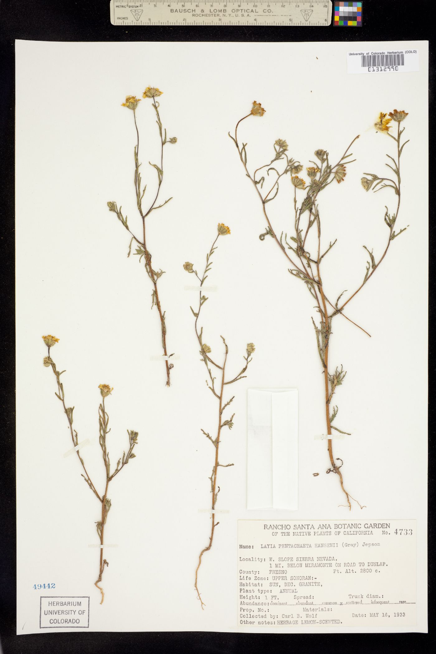 Layia pentachaeta image