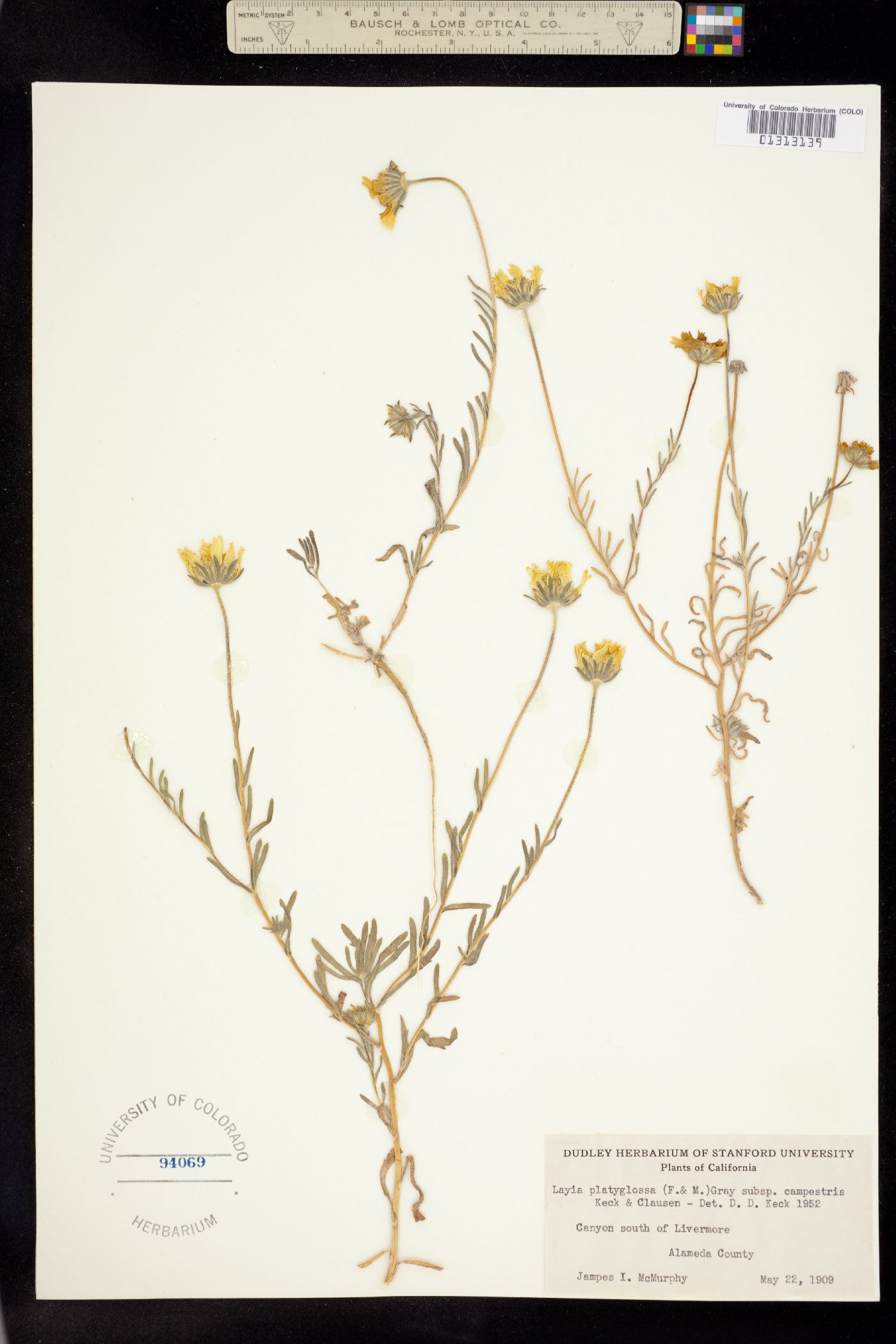 Layia platyglossa image