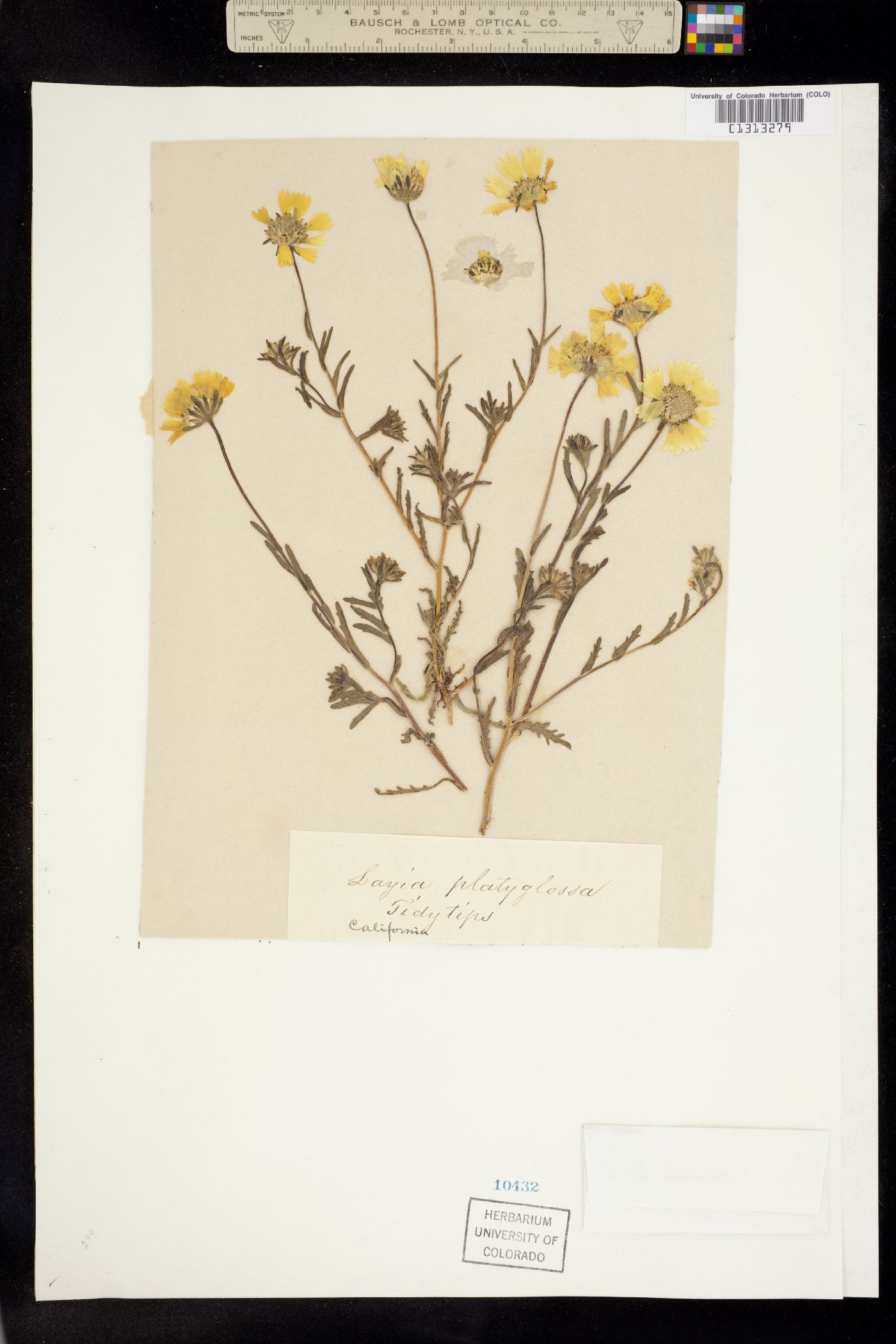 Layia platyglossa image