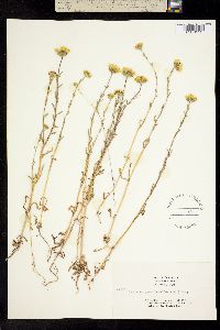 Image of Layia chrysanthemoides