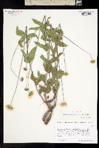 Lasianthaea podocephala image