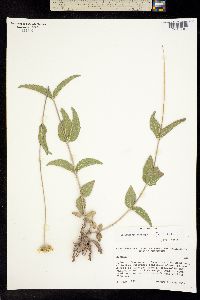 Lasianthaea podocephala image