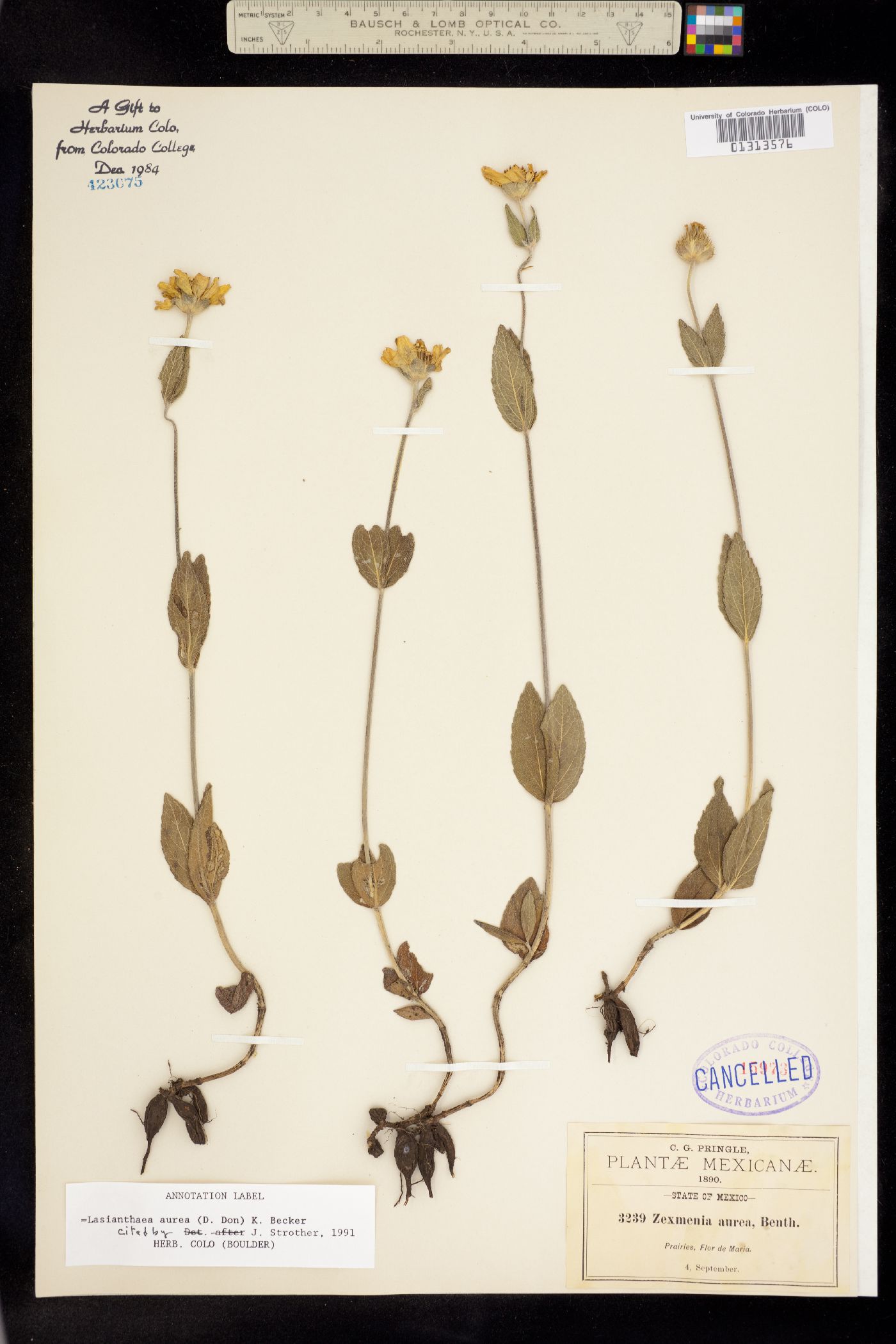 Lasianthaea aurea image