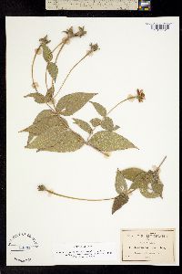 Lasianthaea crocea image