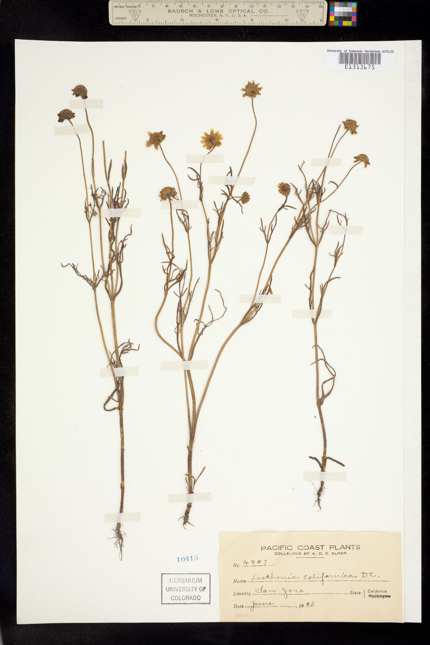 Lasthenia californica image