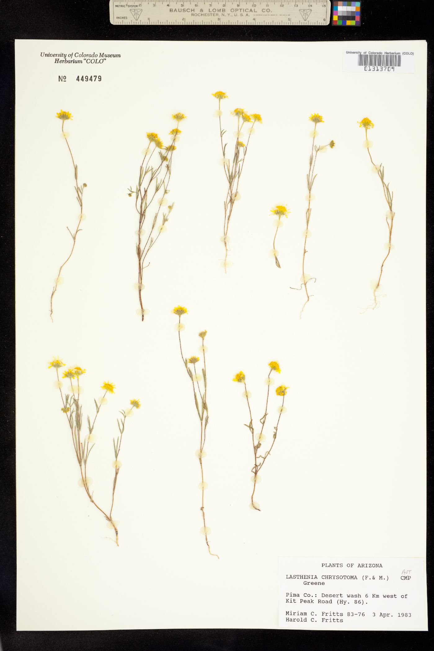 Lasthenia chrysostoma image