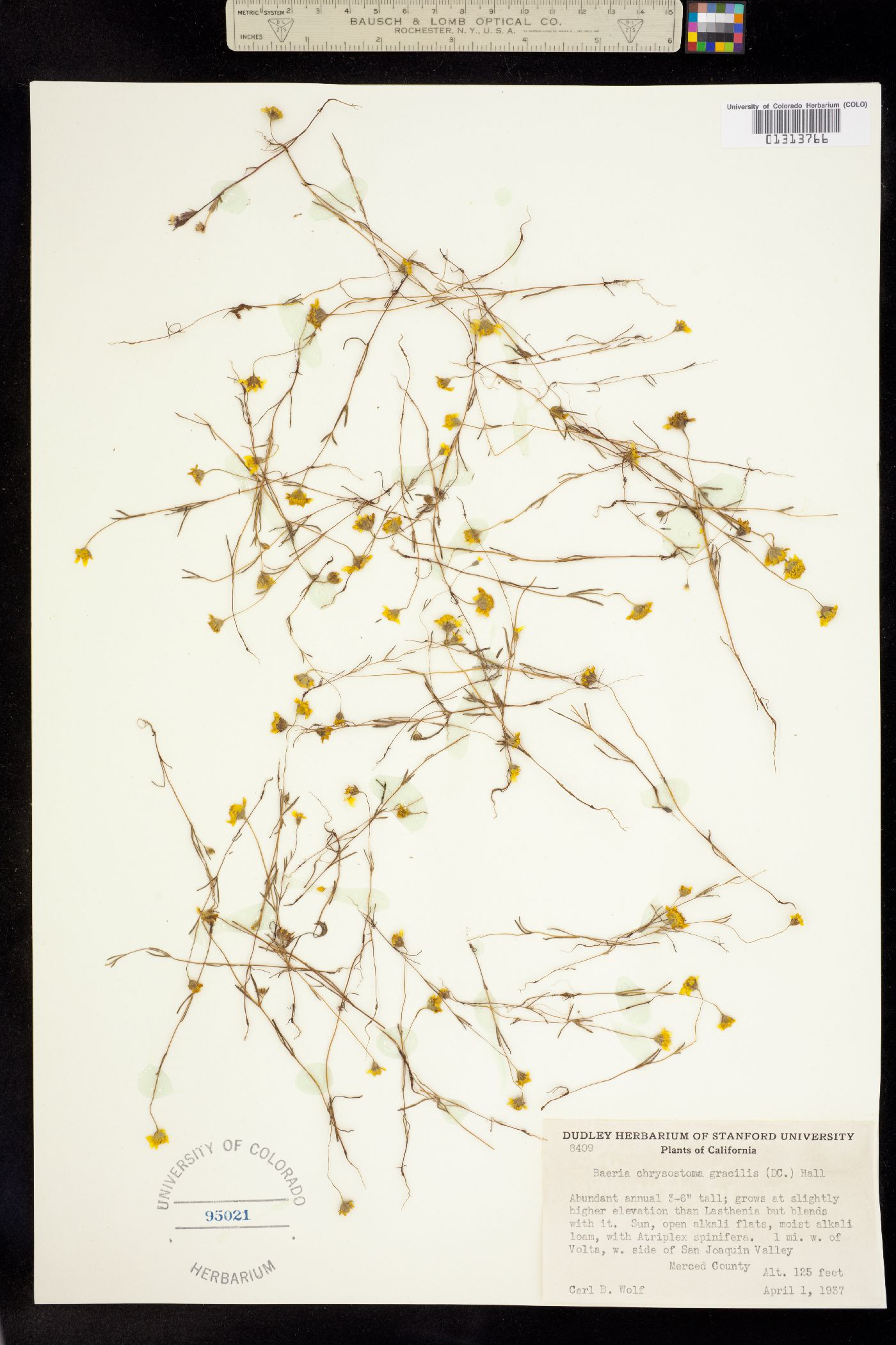 Lasthenia chrysostoma image