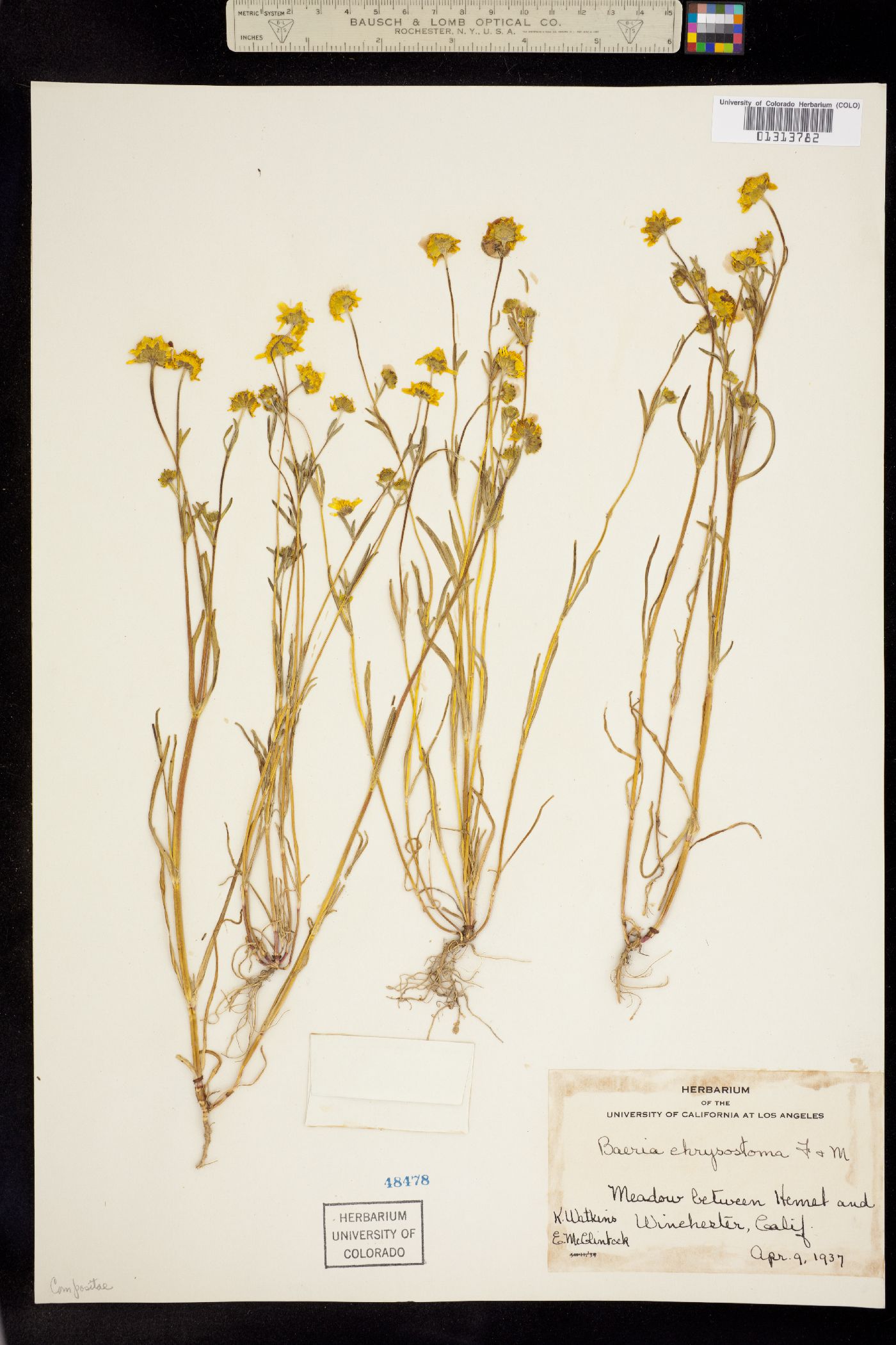 Lasthenia chrysostoma image