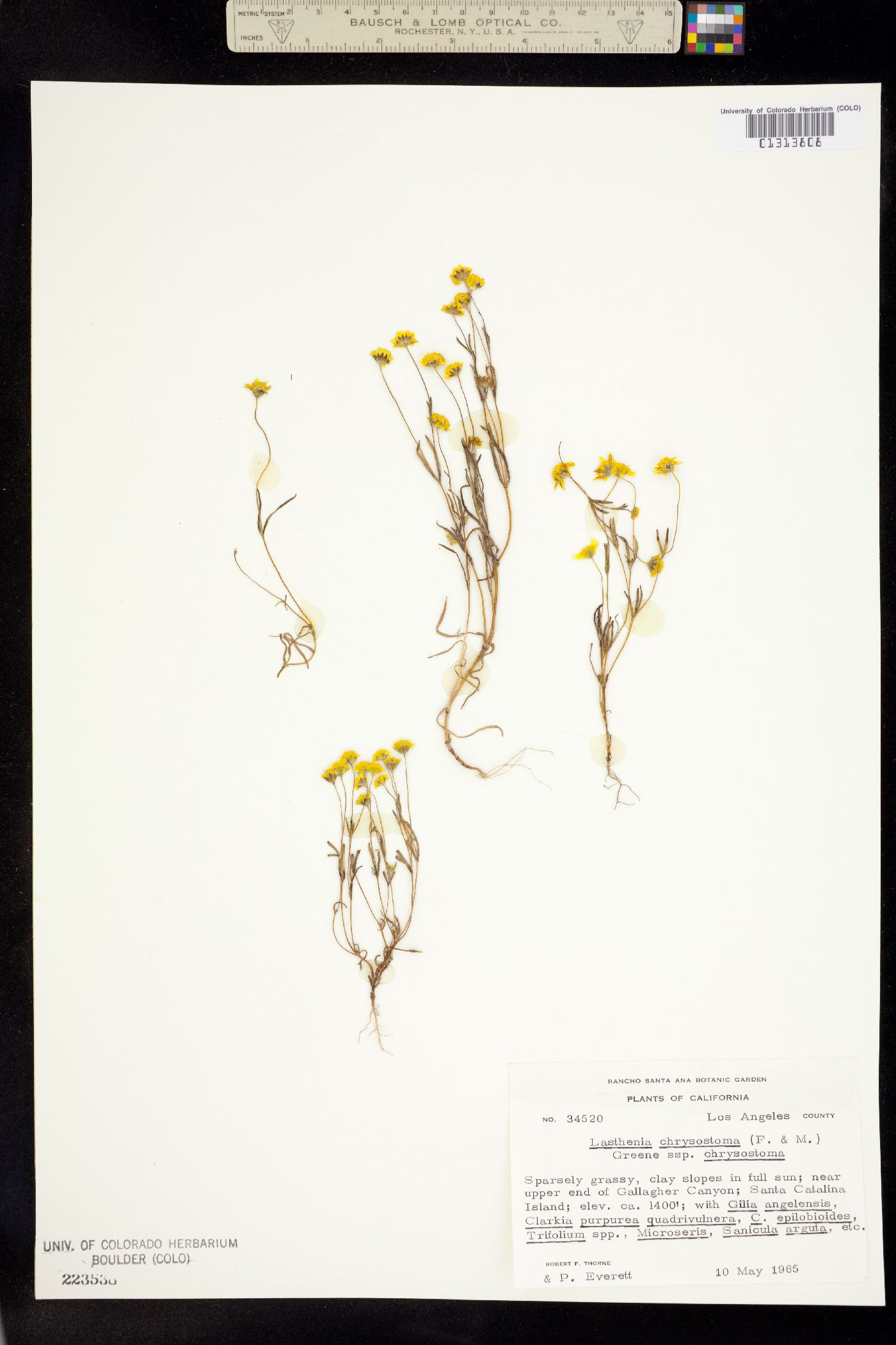 Lasthenia chrysostoma image