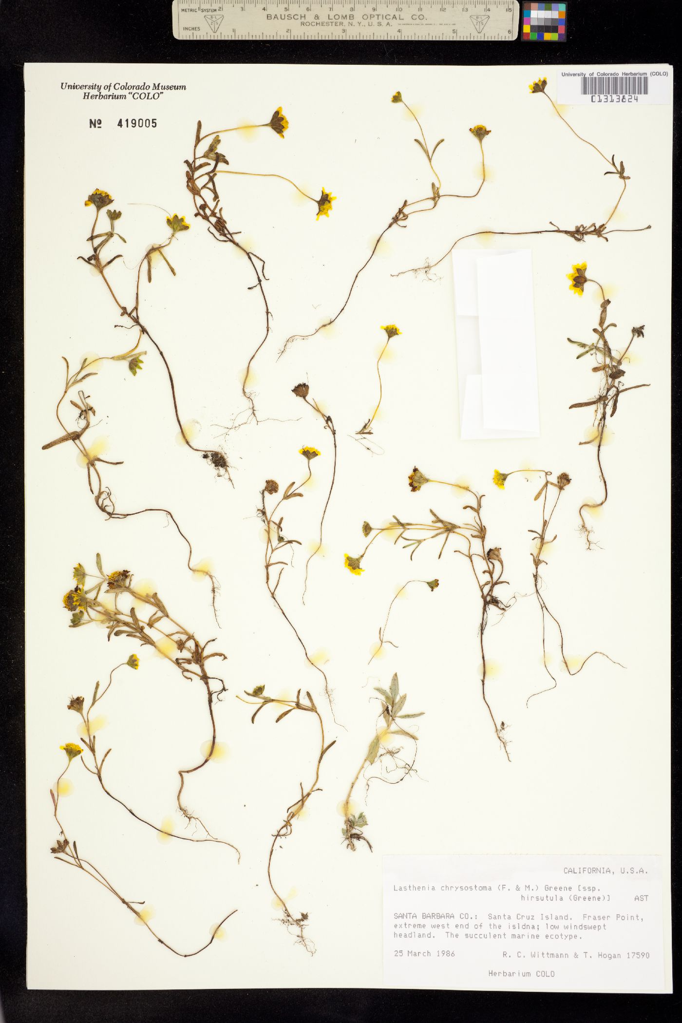 Lasthenia chrysostoma image