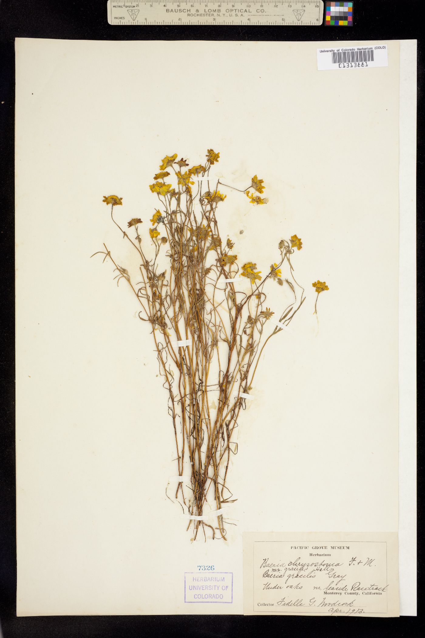 Lasthenia chrysostoma image