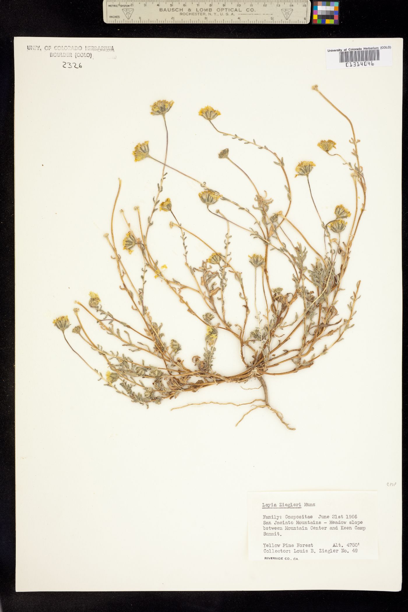 Layia platyglossa image