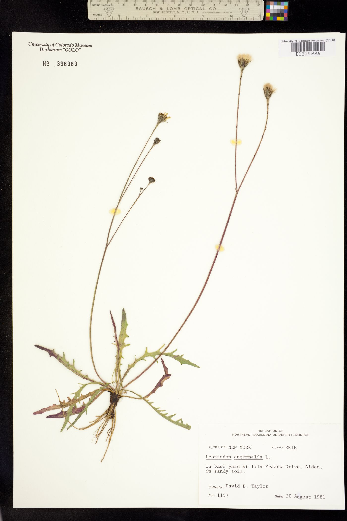 Leontodon autumnalis image