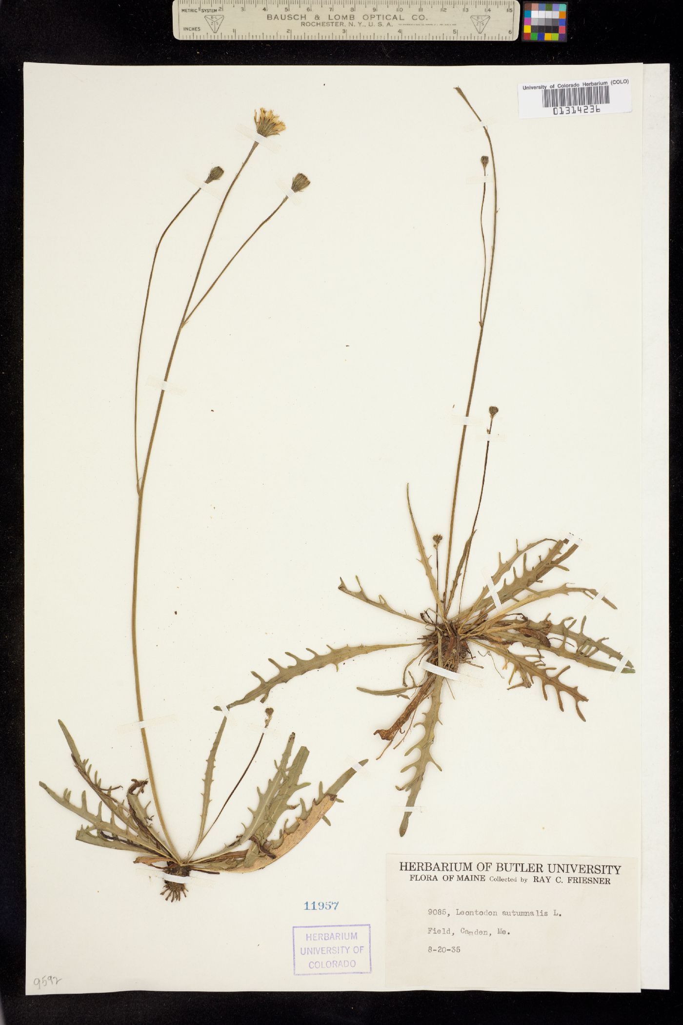 Leontodon autumnalis image