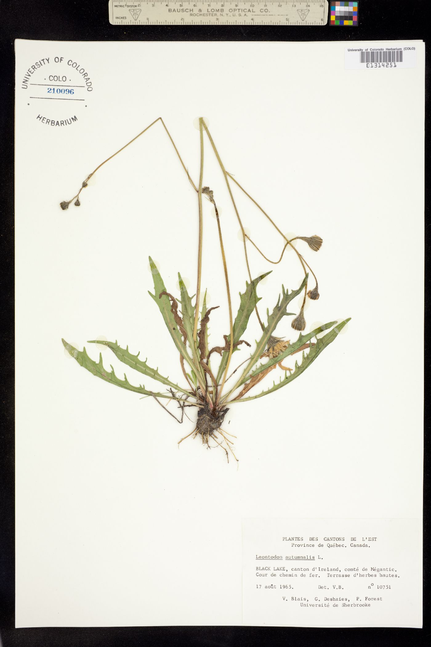 Leontodon autumnalis image