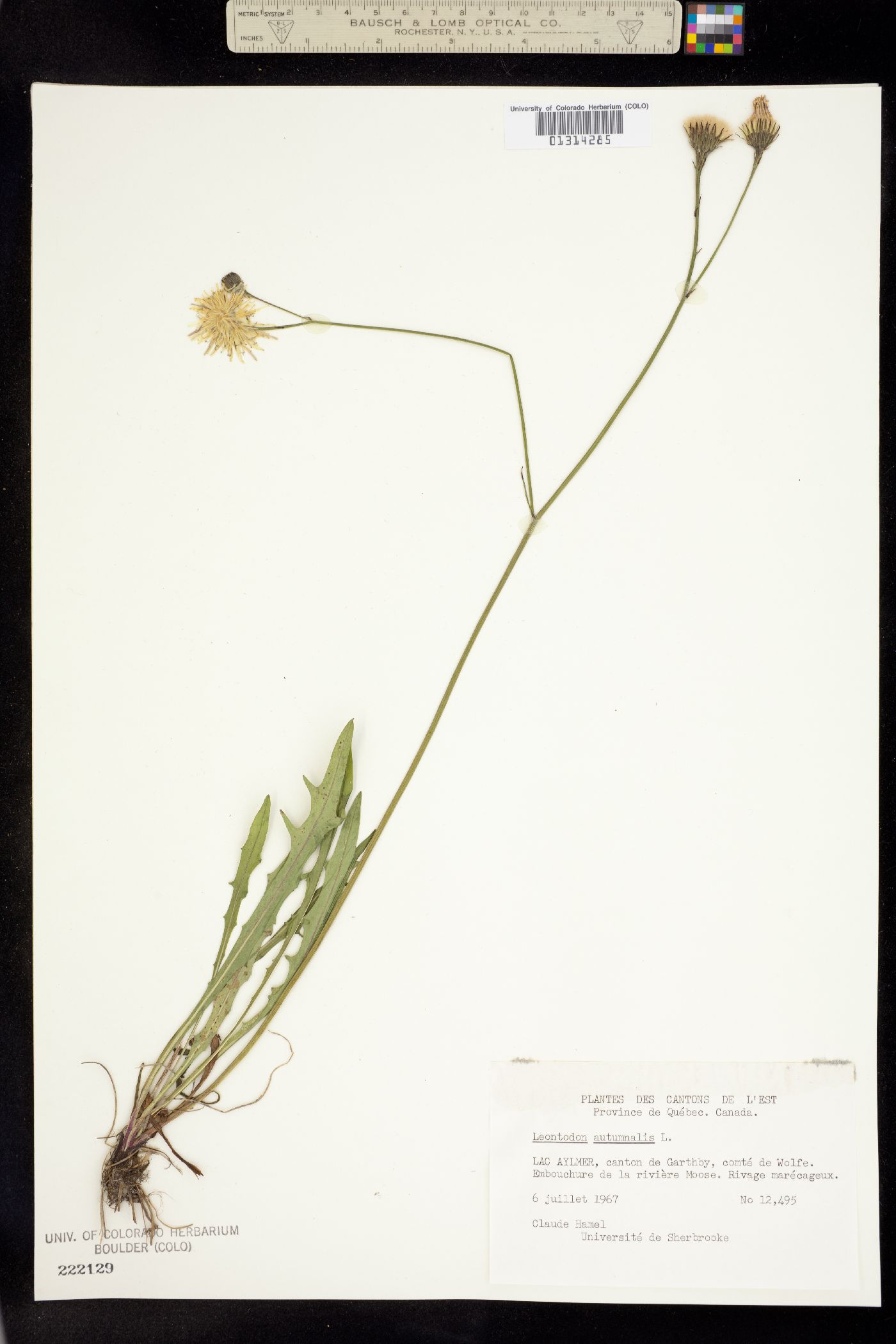 Leontodon autumnalis image