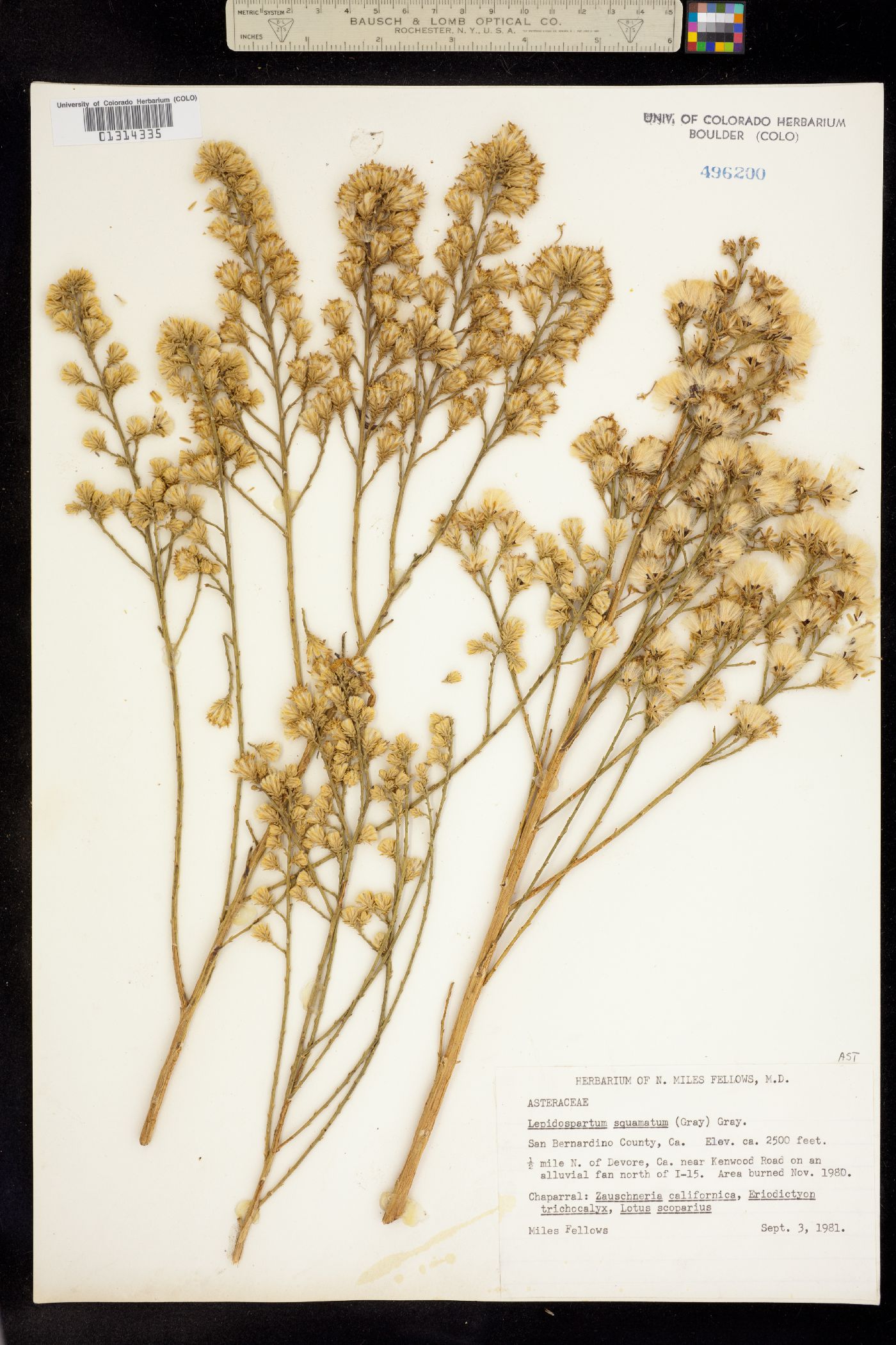 Lepidospartum squamatum image