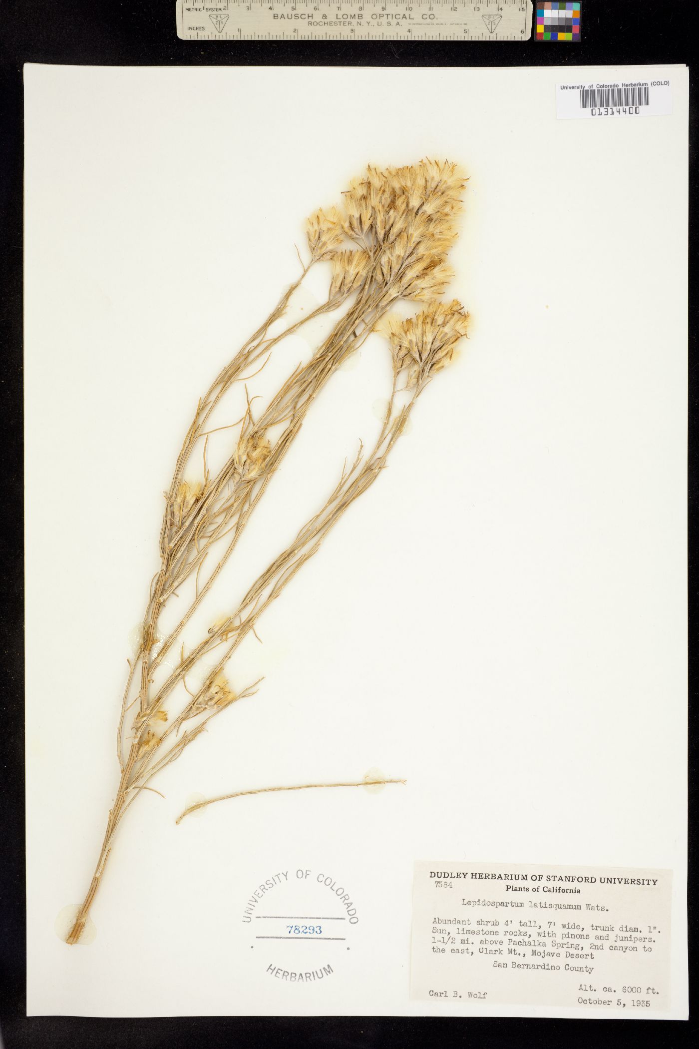 Lepidospartum latisquamum image