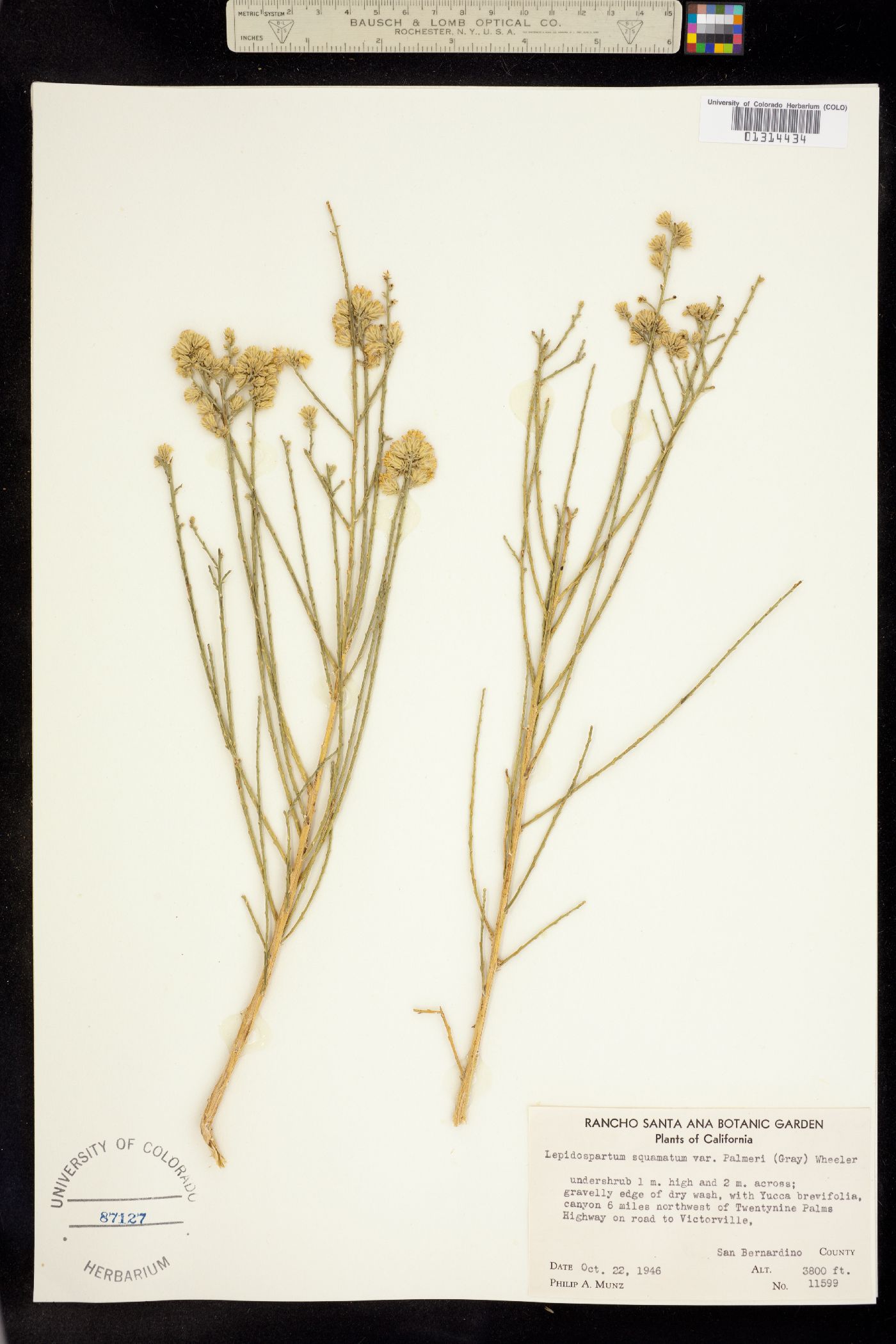 Lepidospartum squamatum image