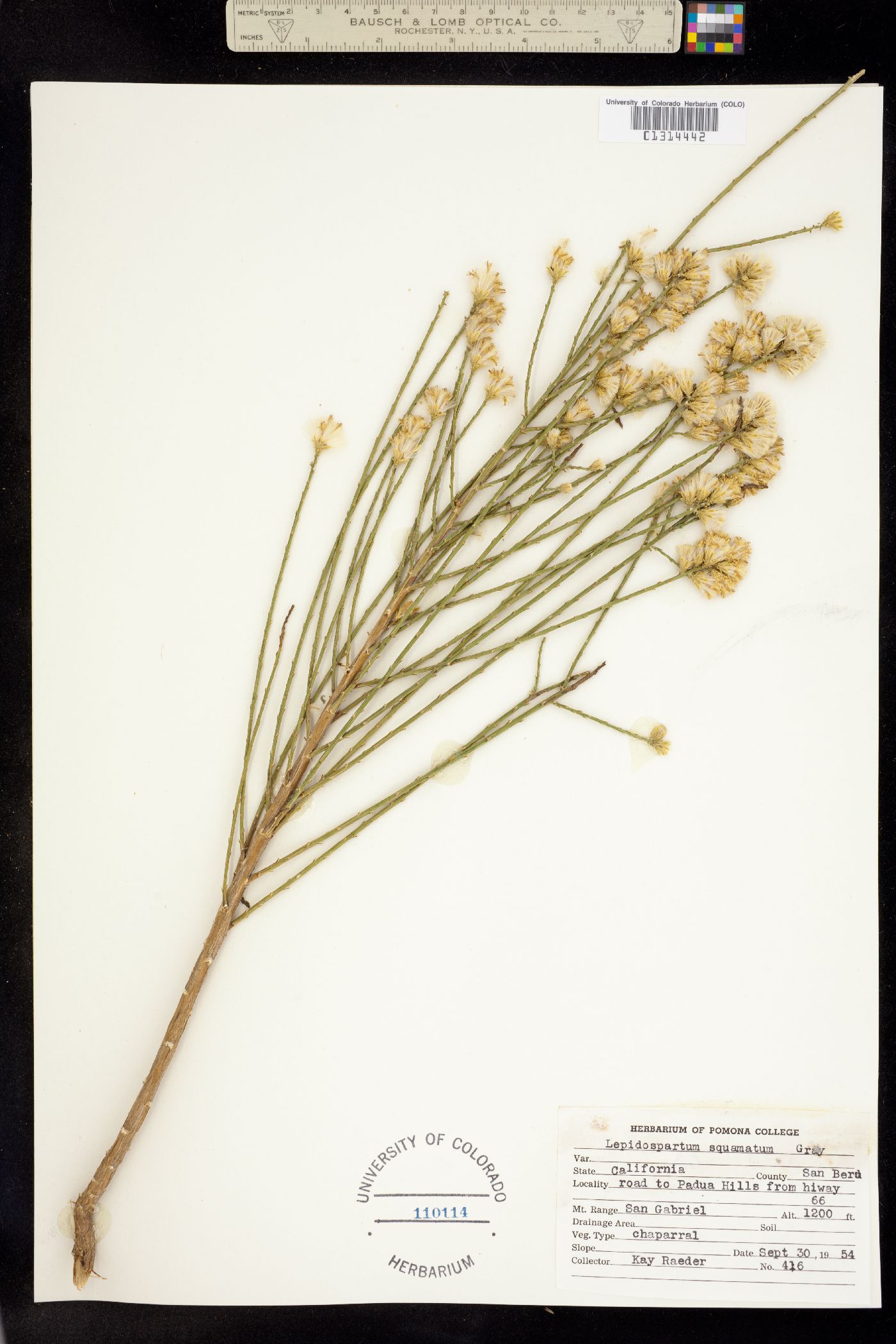 Lepidospartum squamatum image