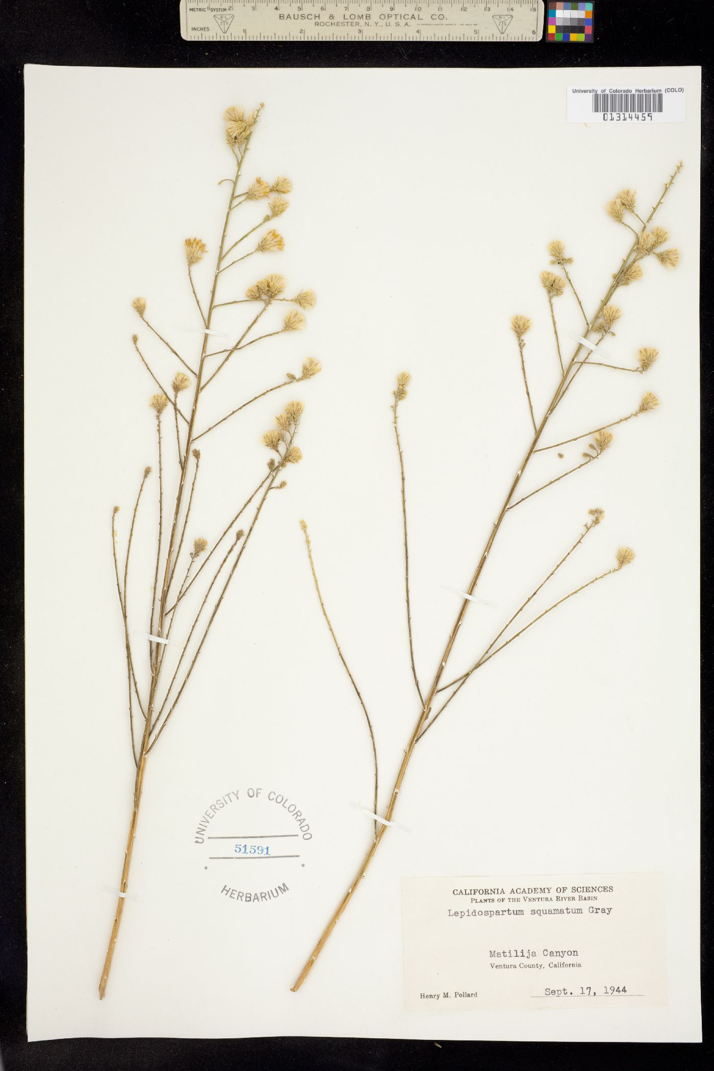 Lepidospartum squamatum image