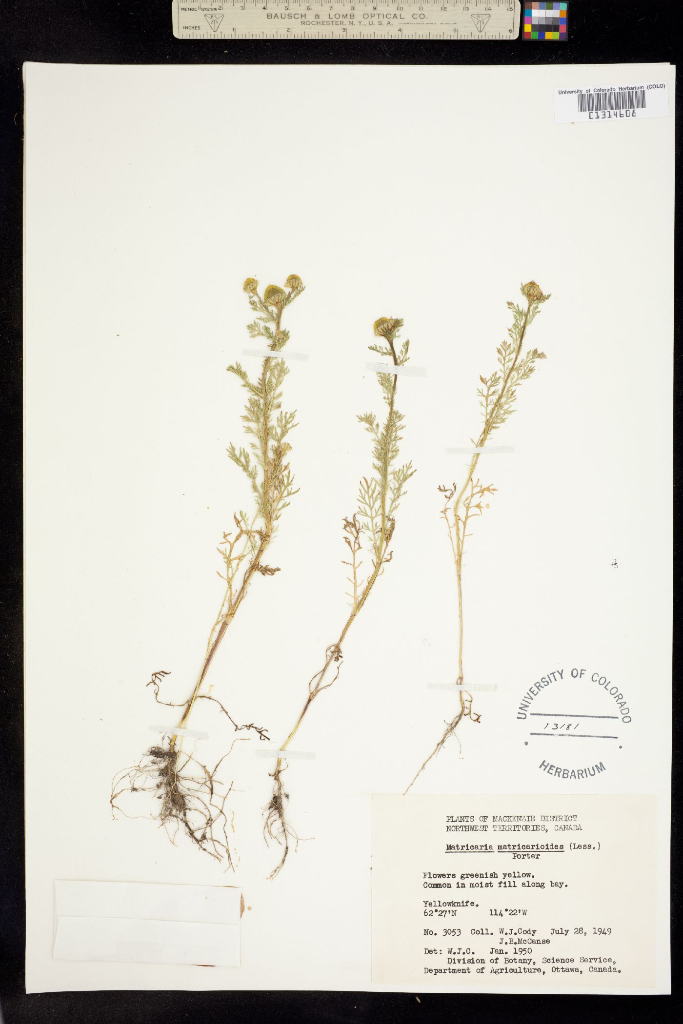 Matricaria discoidea image