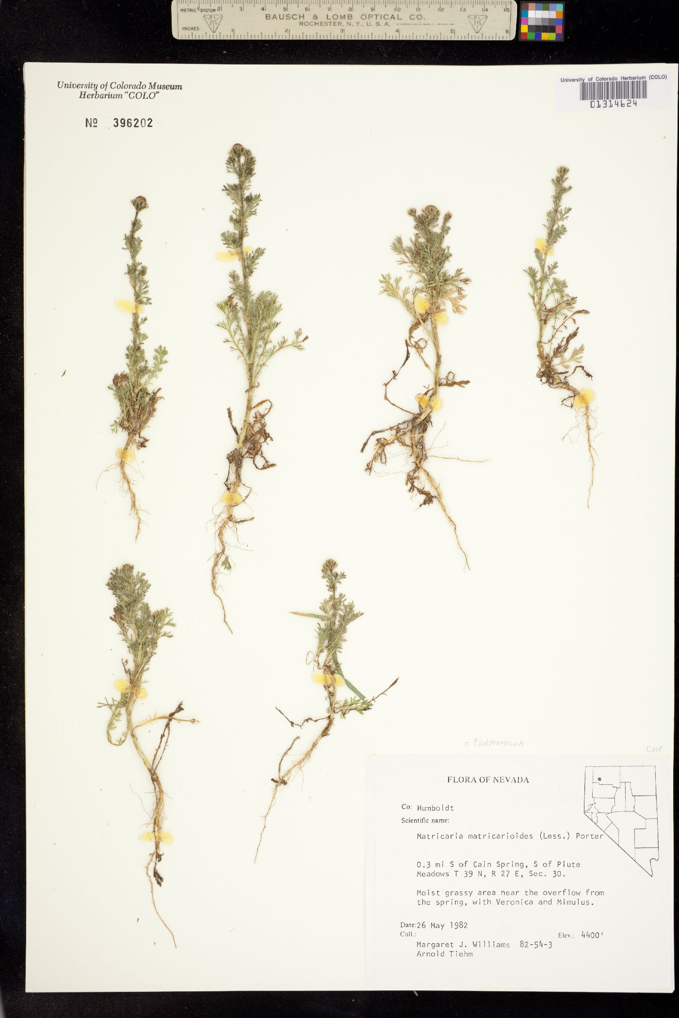 Matricaria discoidea image