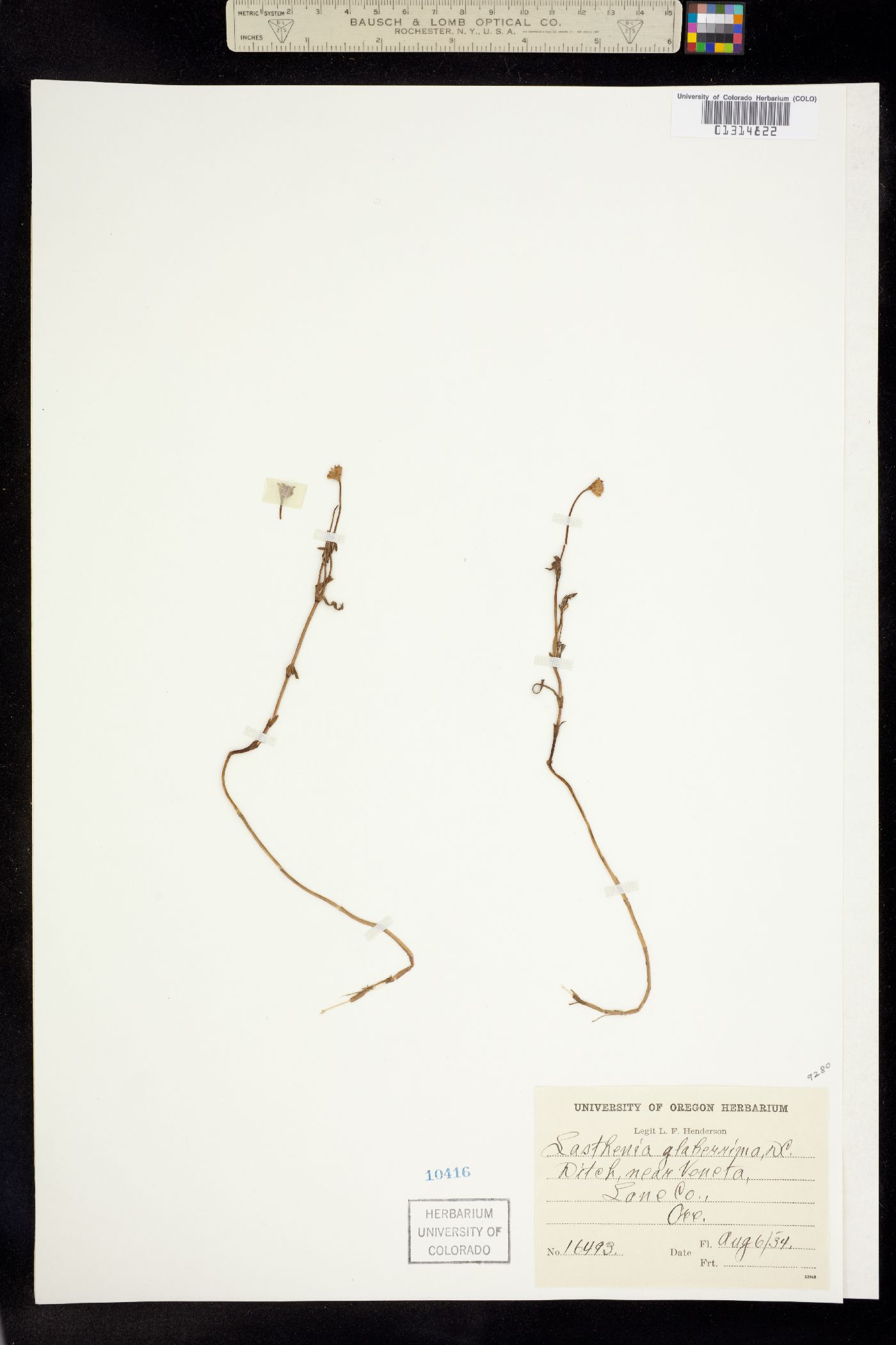 Lasthenia glaberrima image
