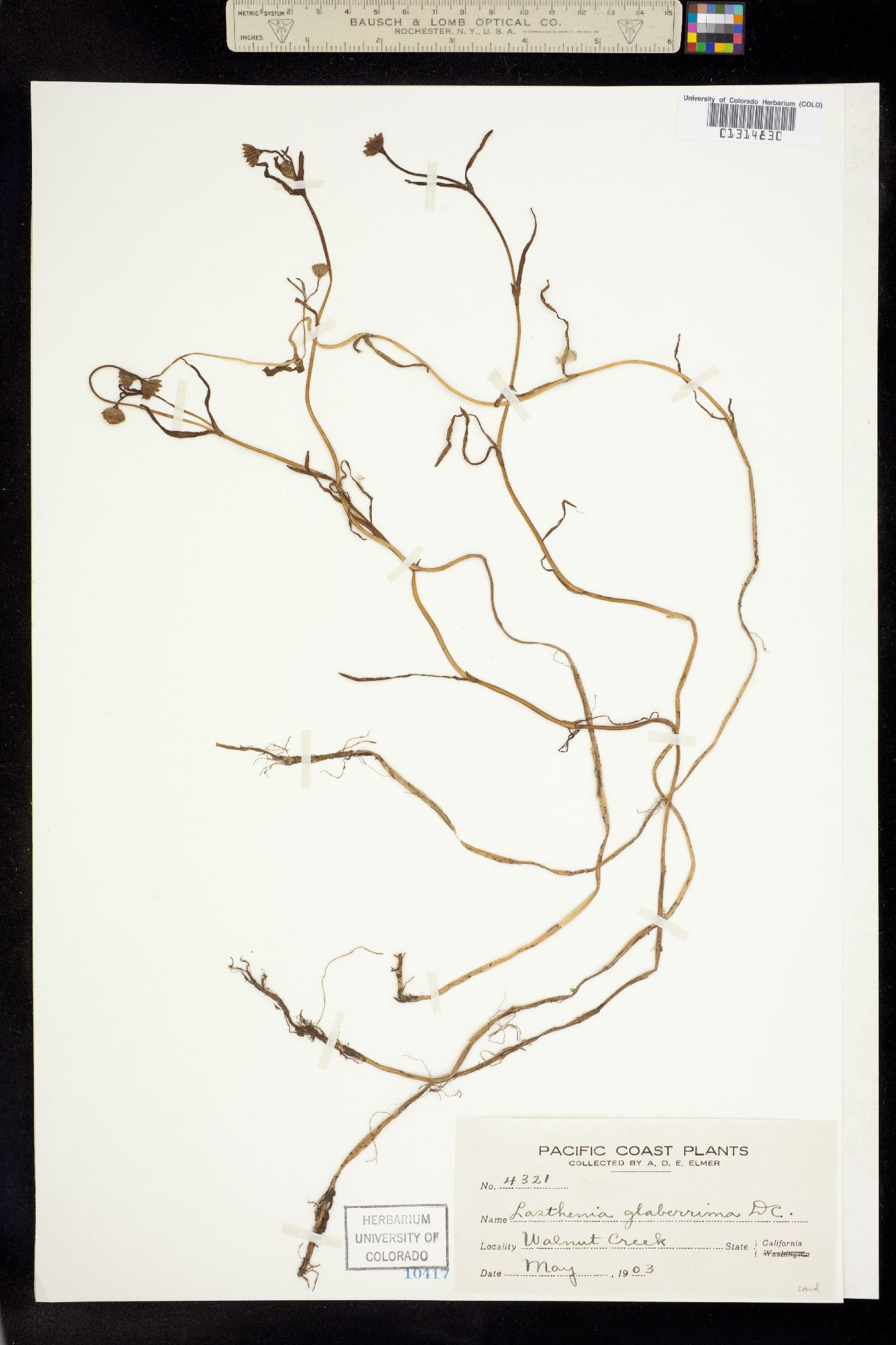 Lasthenia glaberrima image