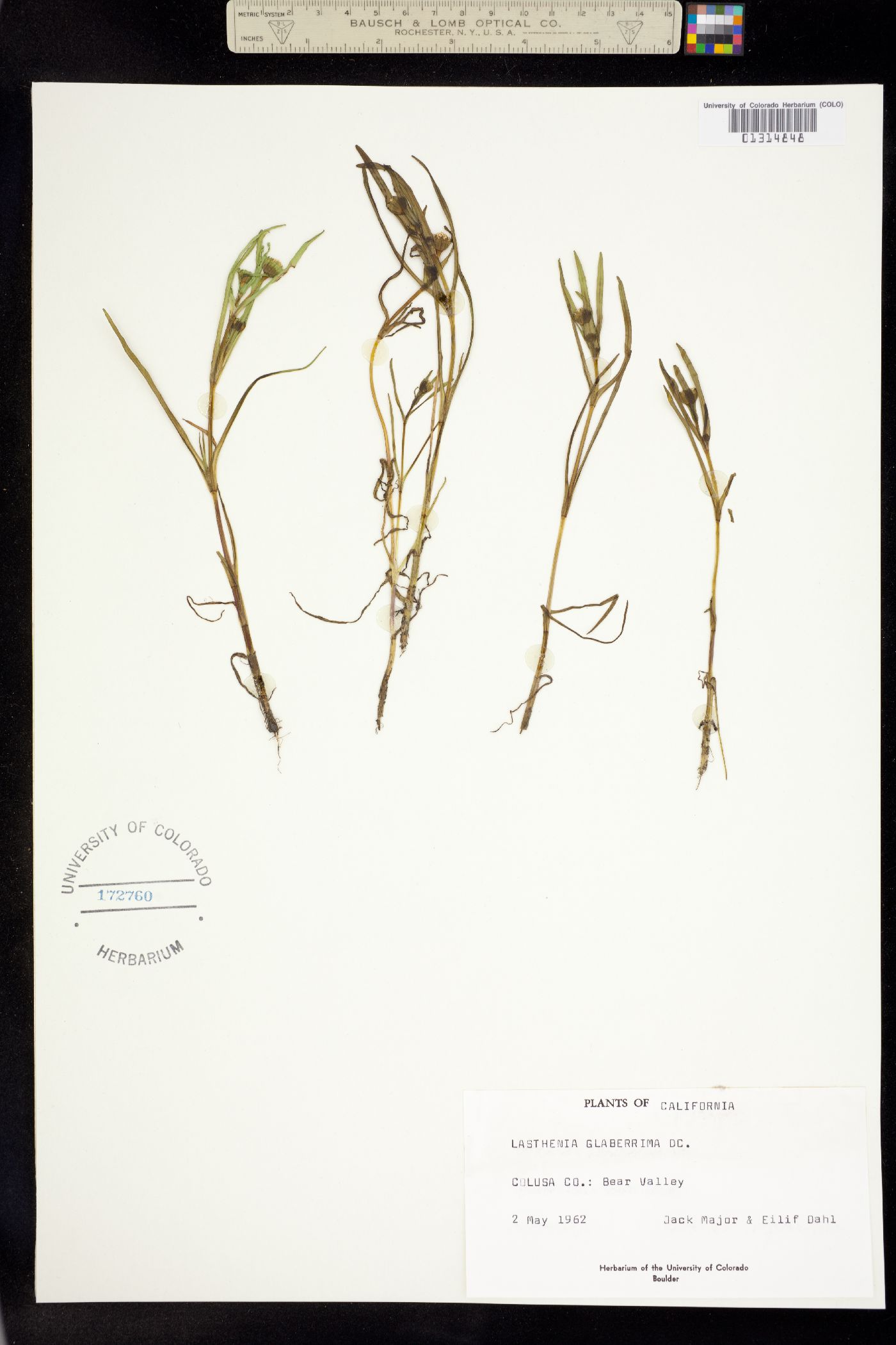 Lasthenia glaberrima image
