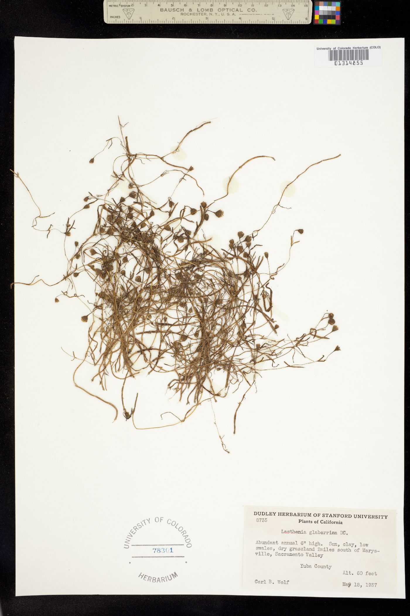 Lasthenia glaberrima image