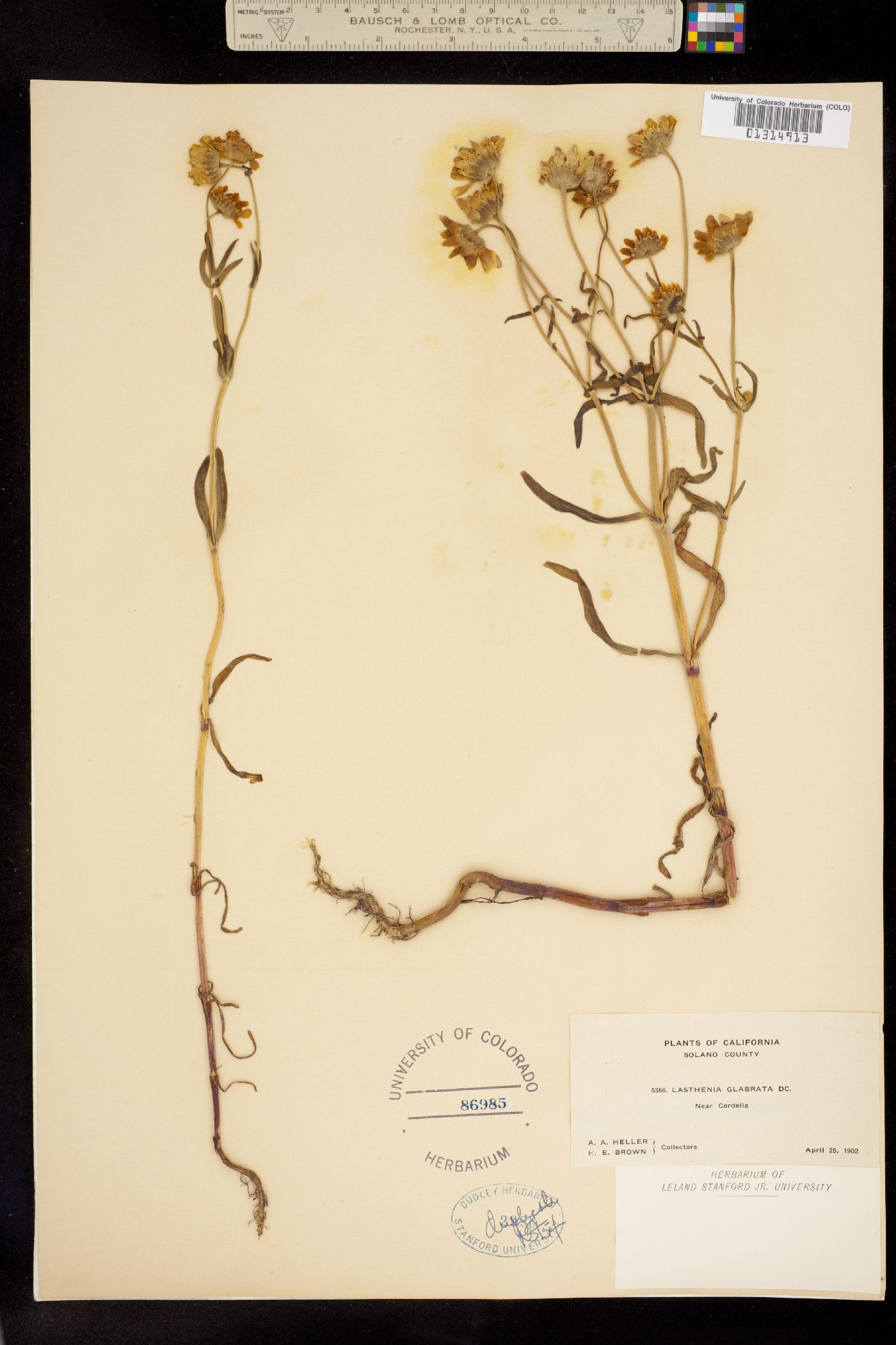 Lasthenia glabrata image