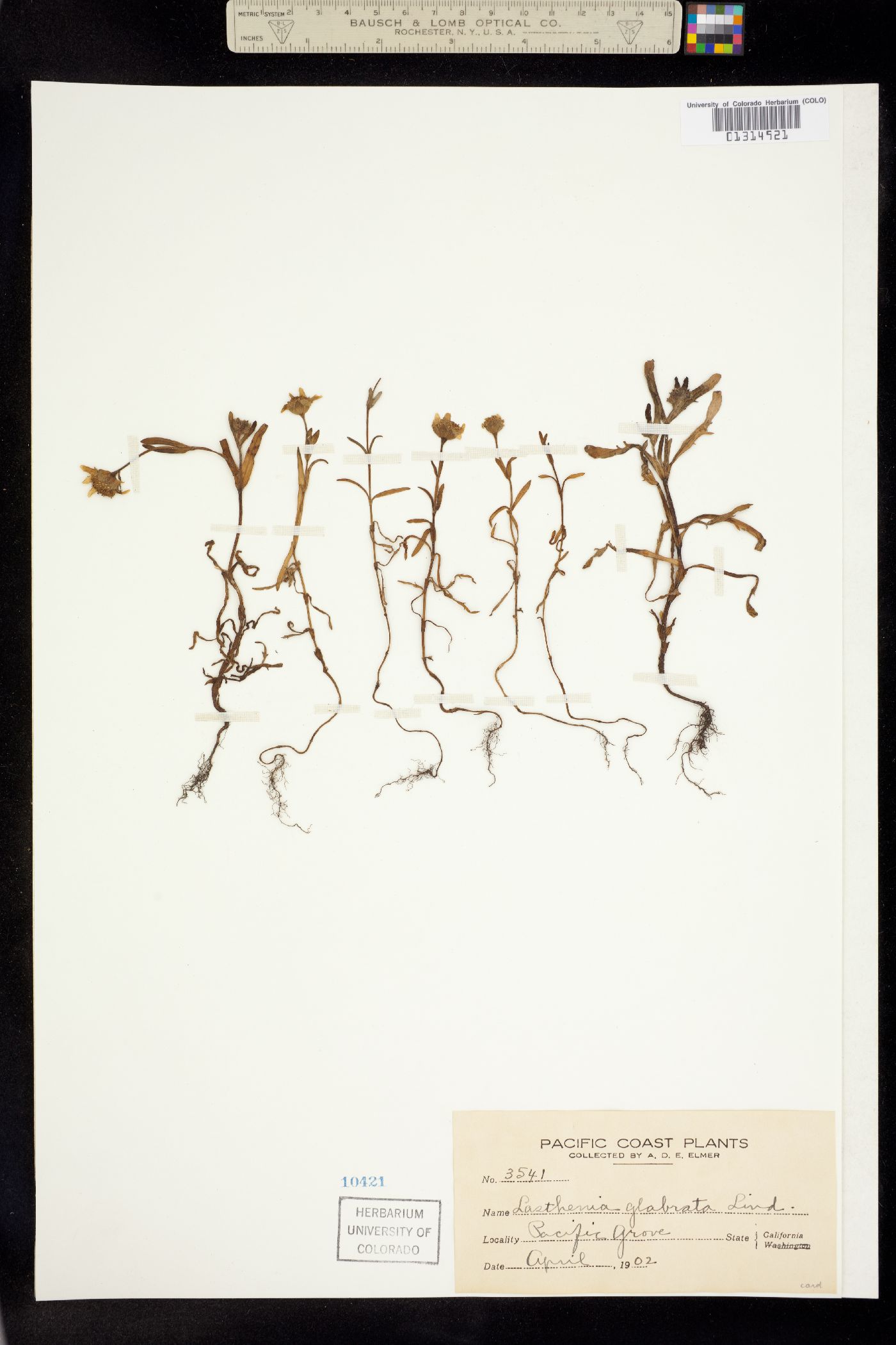 Lasthenia glabrata image