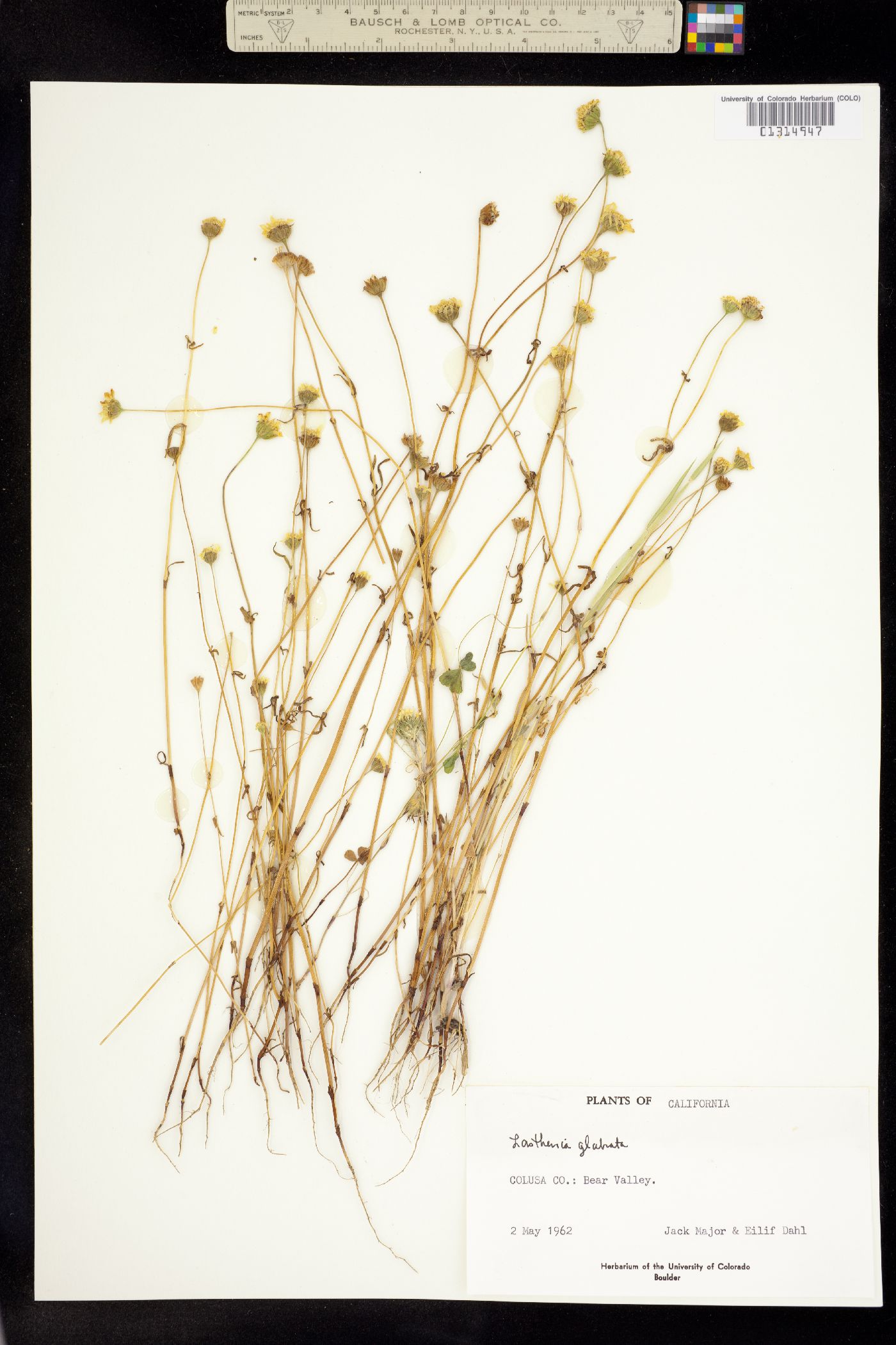 Lasthenia glabrata image