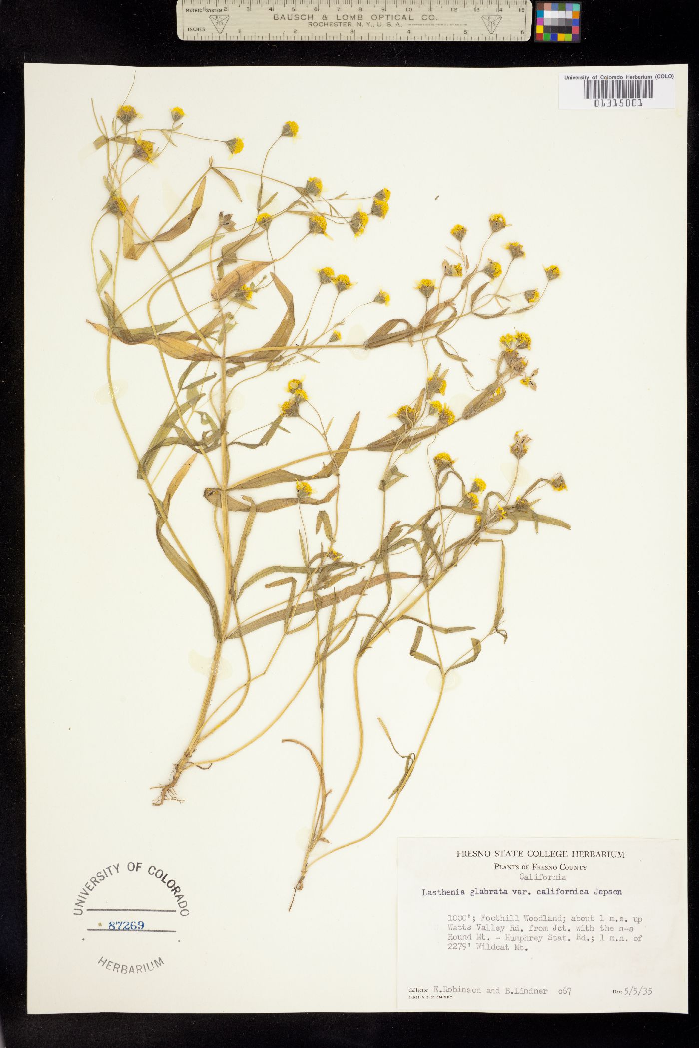 Lasthenia glabrata image