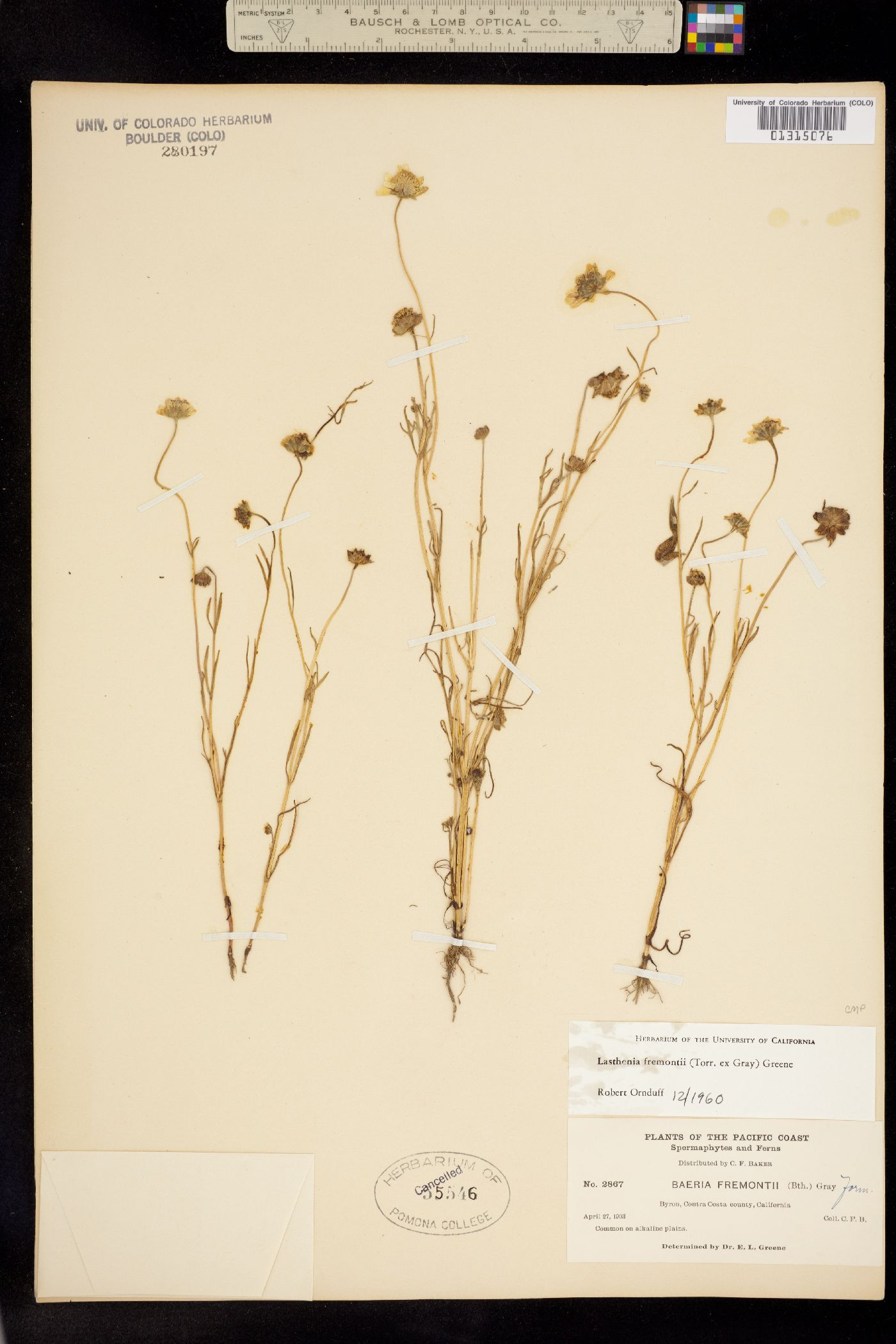 Lasthenia fremontii image