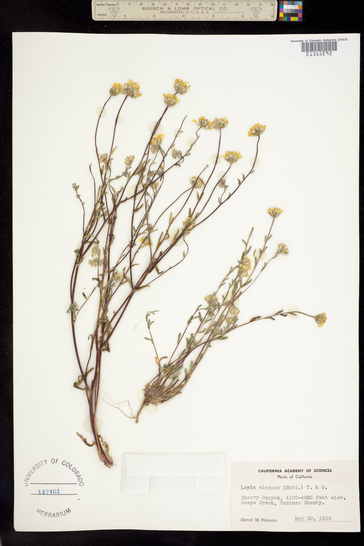 Layia elegans image