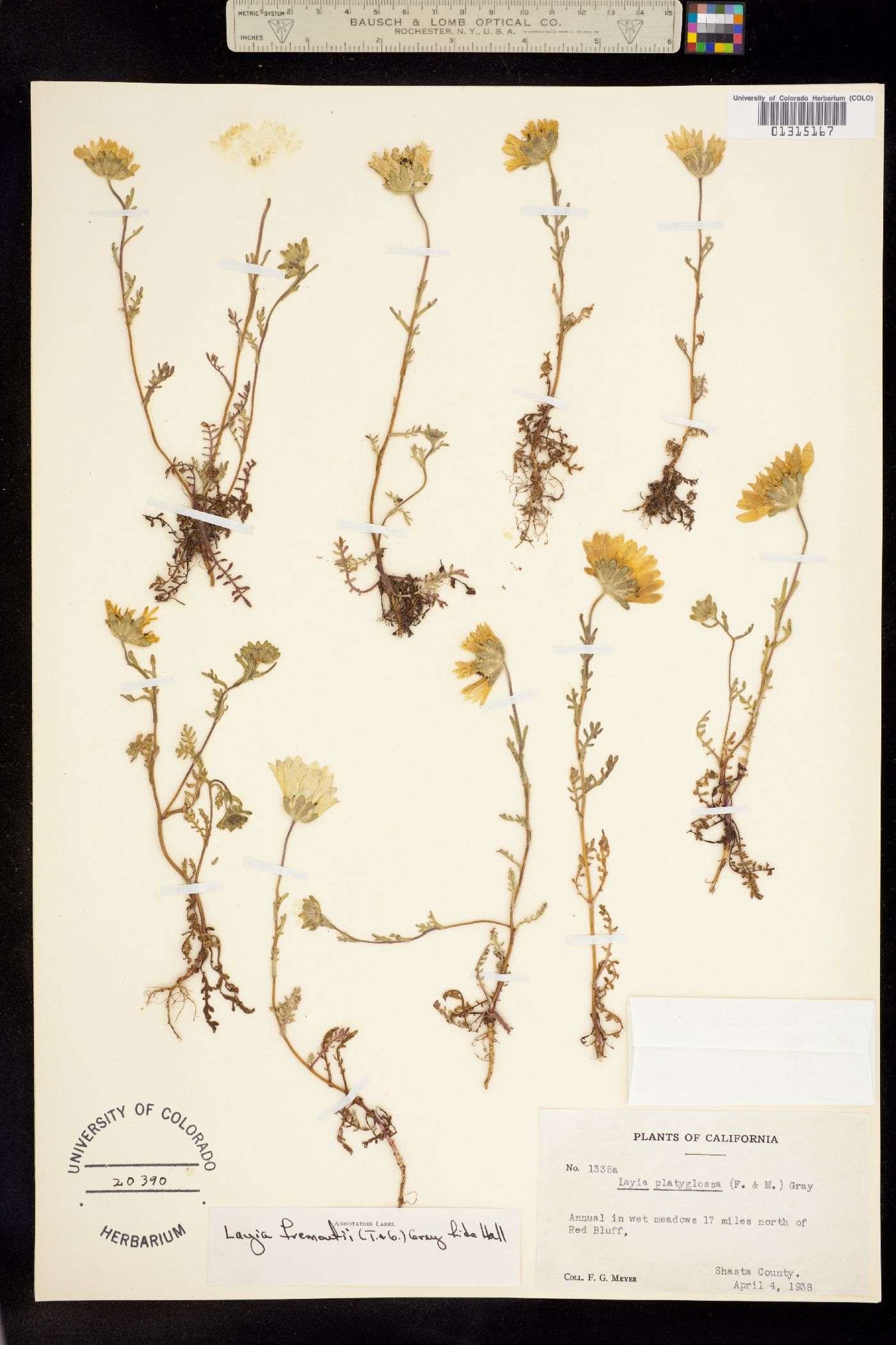 Layia fremontii image